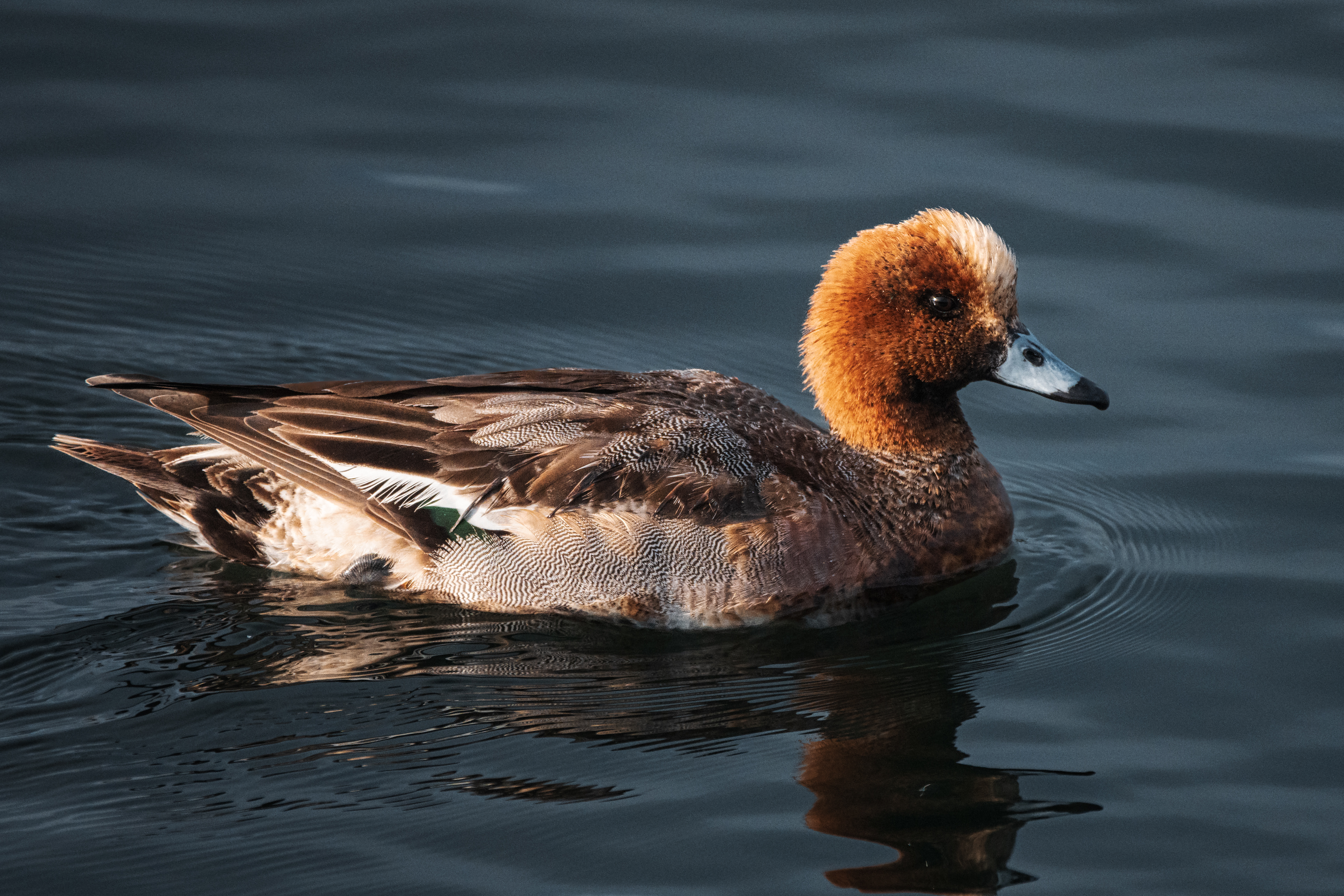 Eurasian Wigeon | Mareca penelope