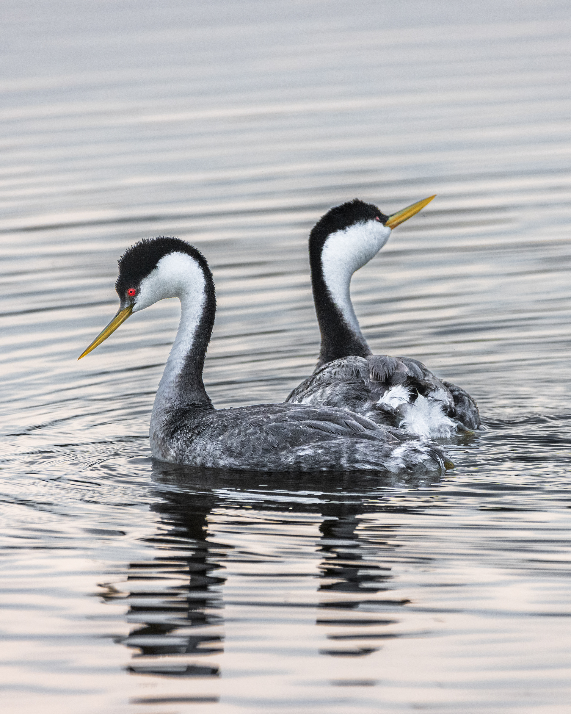 Western Grebe | Aechmophorus occidentalis
