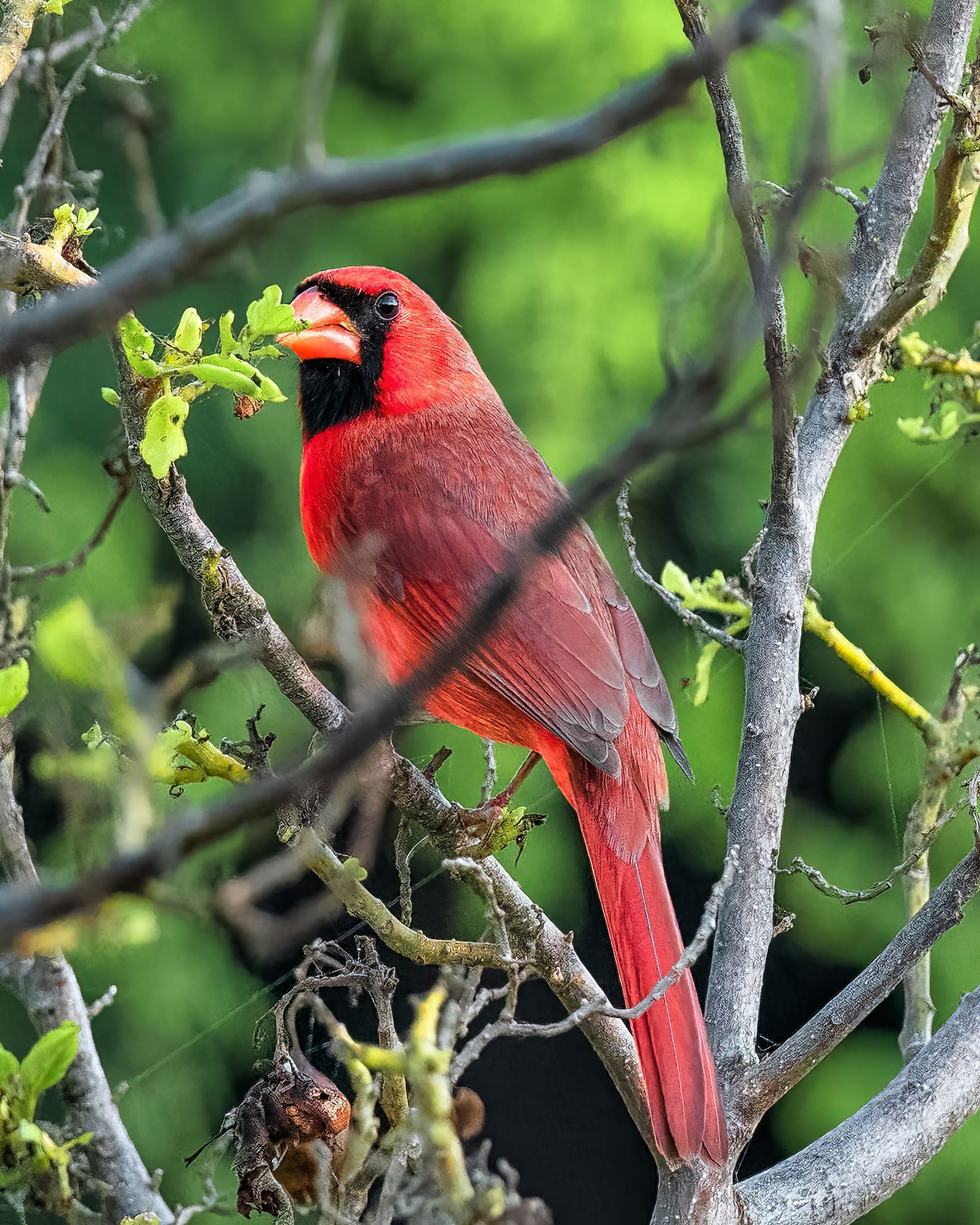 Northern Cardinal | Cardinalis cardinalis