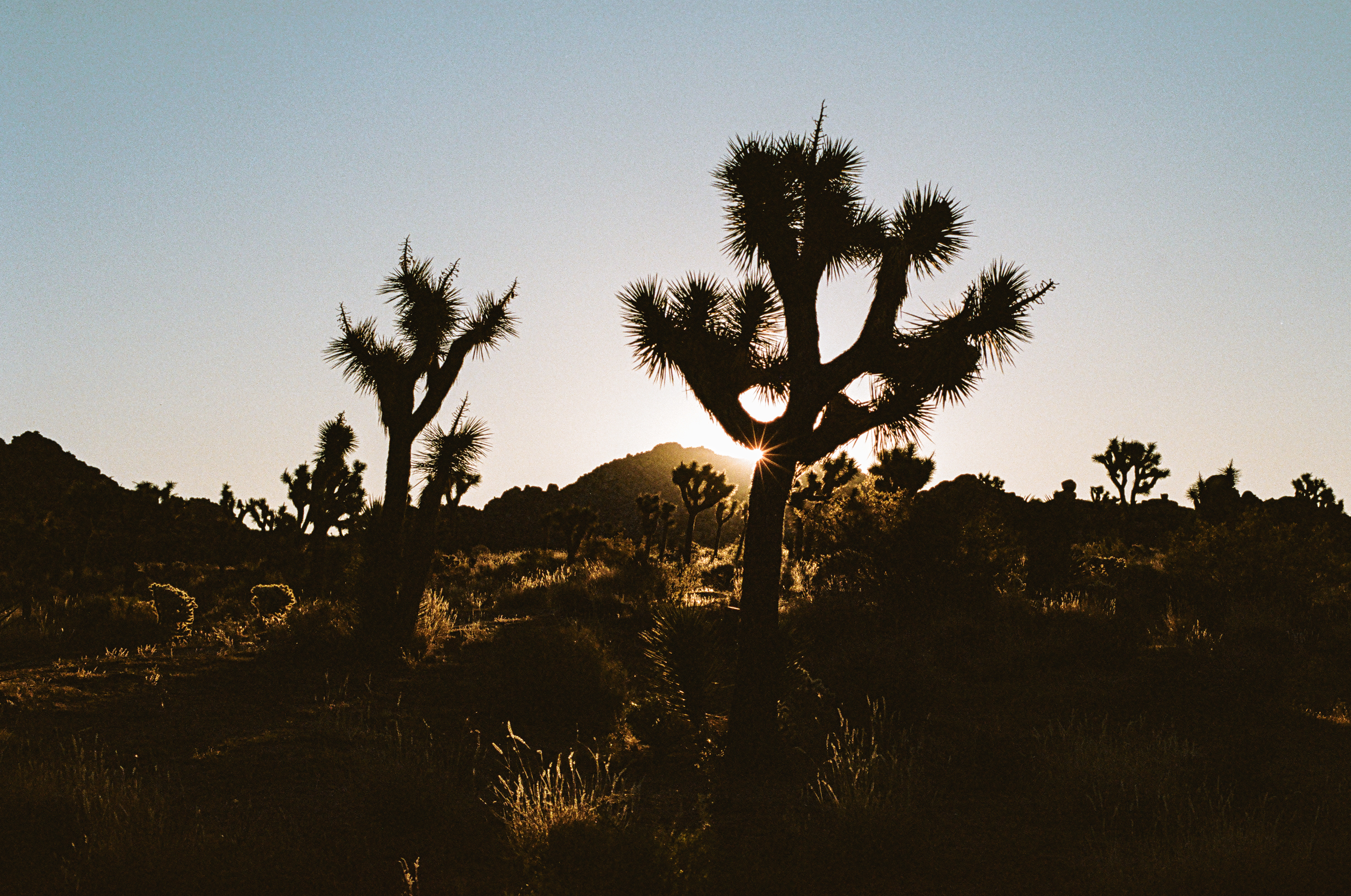 Joshua Tree National Park, California