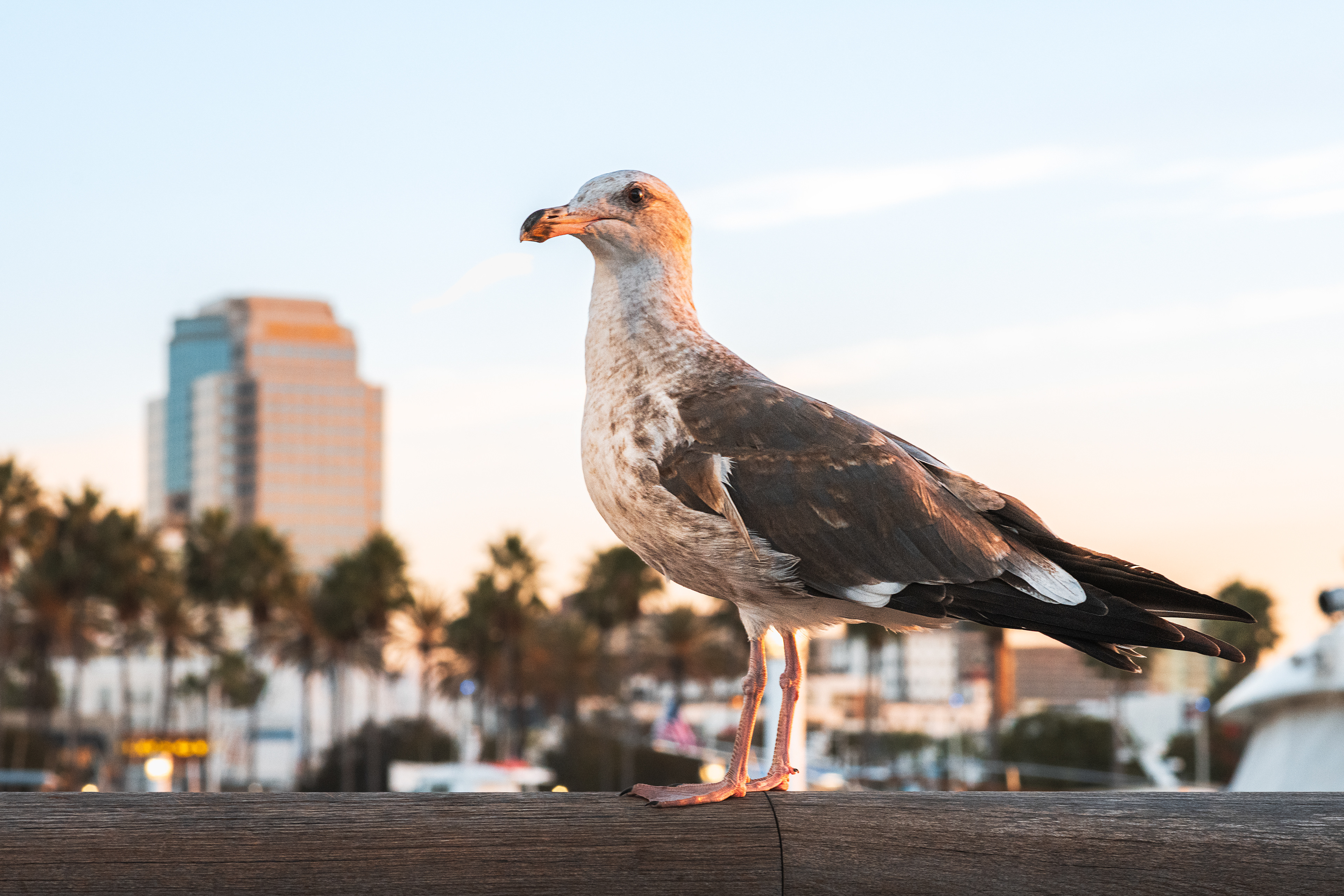 "Standing Tall" DTLB Unfiltered Flora & Fauna Winner 2024
