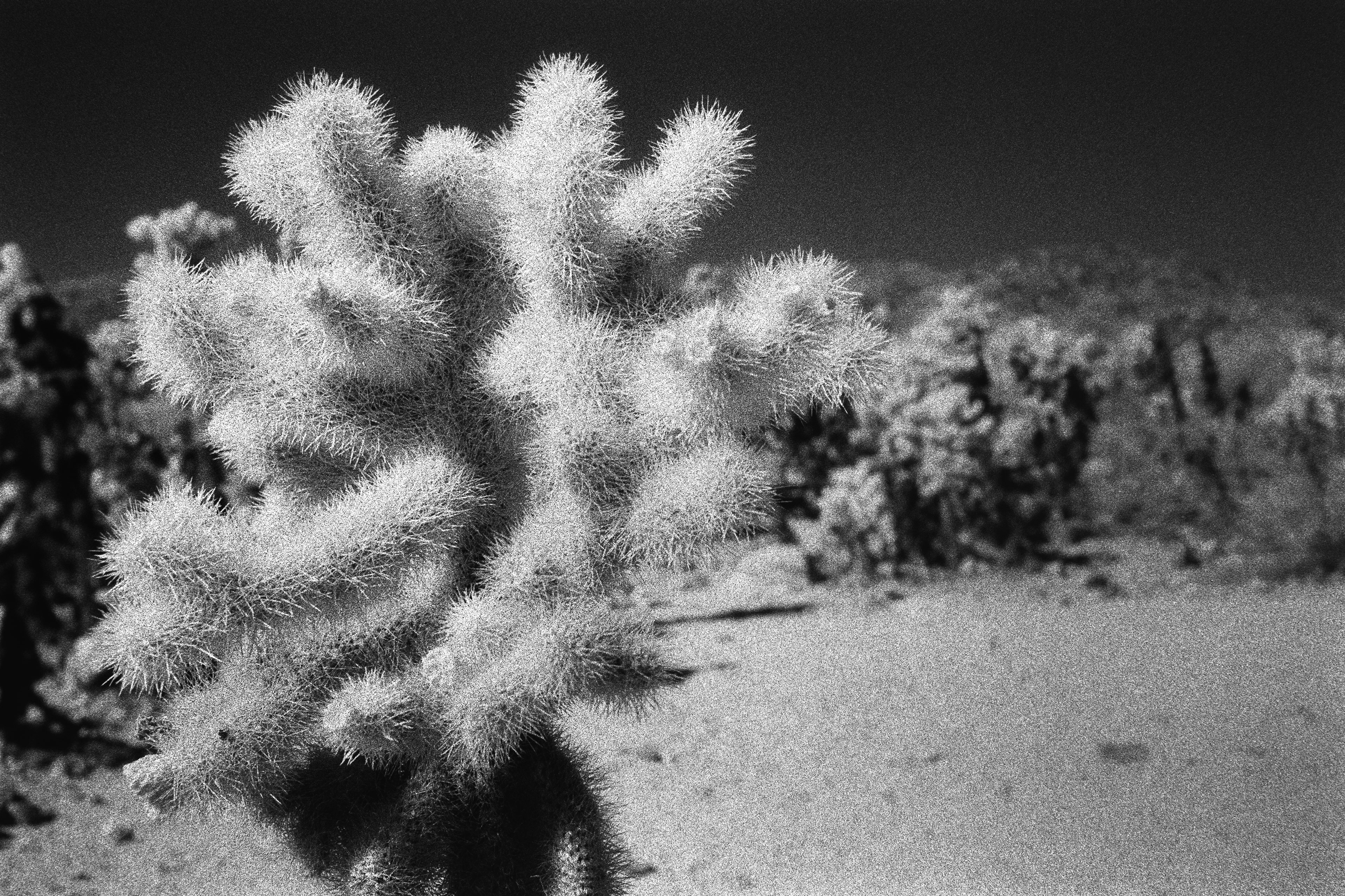 Joshua Tree, California - Nikon F4 | 50mm | F8 | 1/20 | Ilford SFX 200