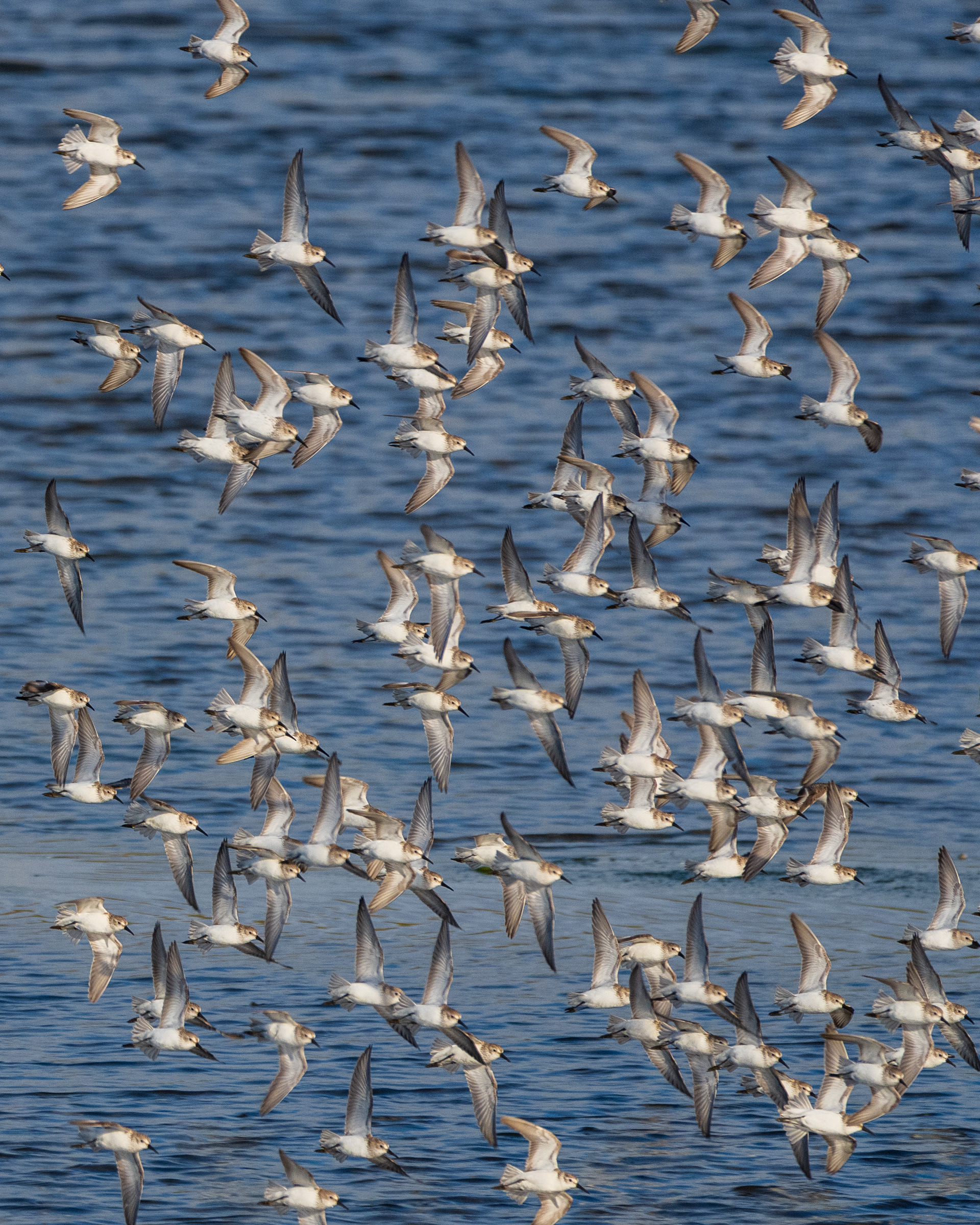 Western Sandpiper | Calidris mauri