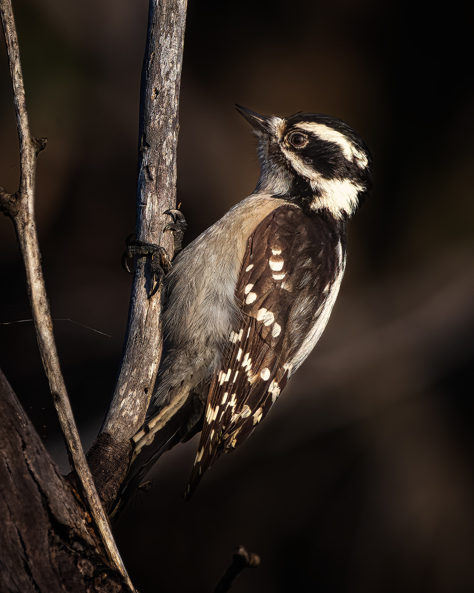 Downy Woodpecker | Dryobates pubescens
