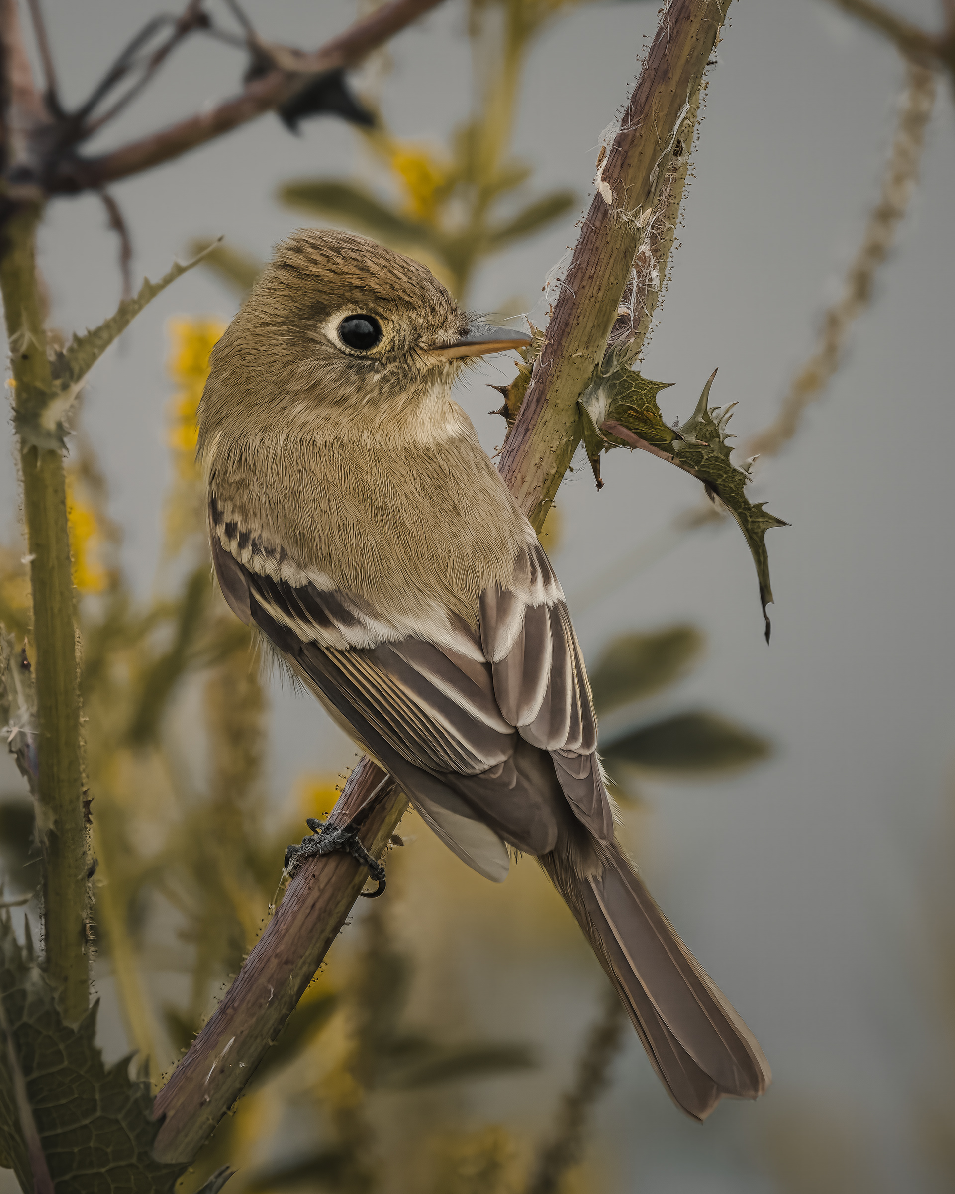 Western Flycatcher | Empidonax difficilis