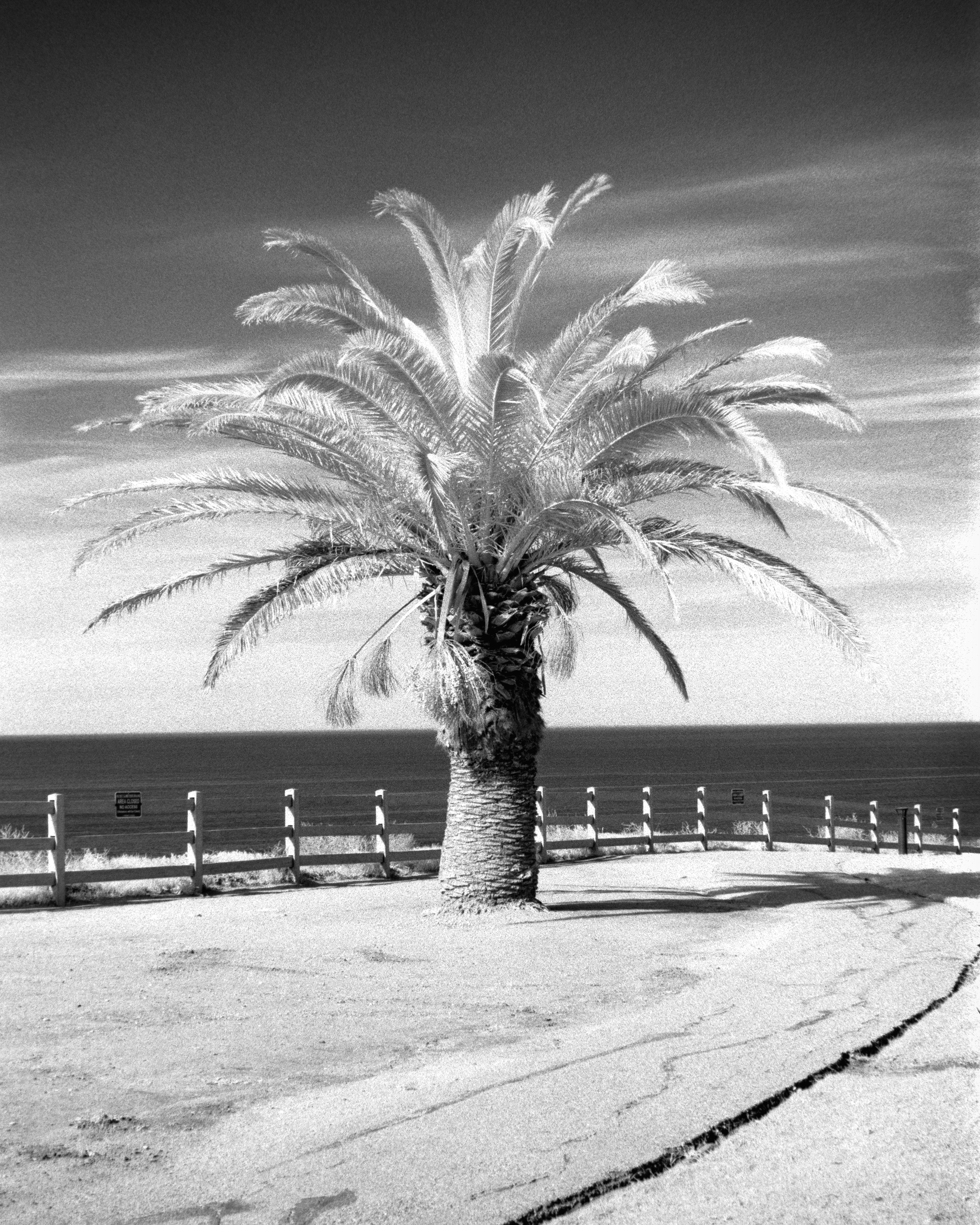Palos Verdes, California - Nikon F4 | 50mm | F11 | 1/2 | Rollei Infrared 400