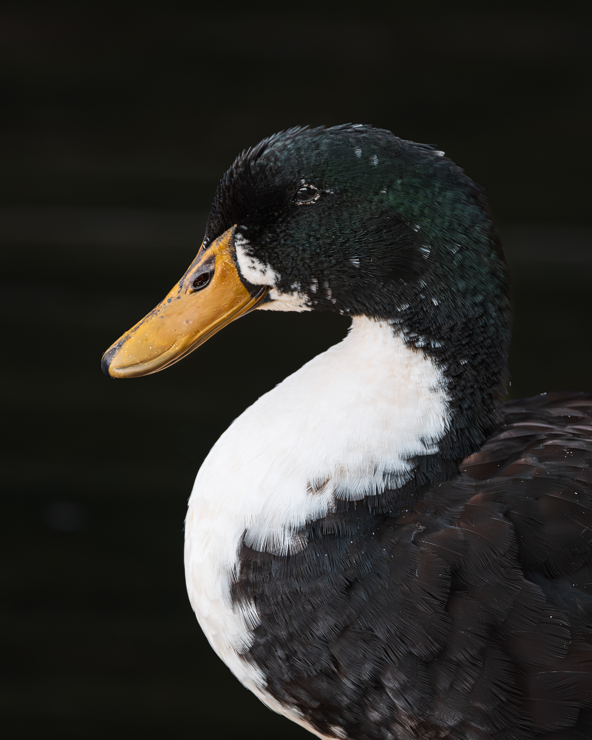 Domestic Mallard | Anas platyrhynchos domesticus