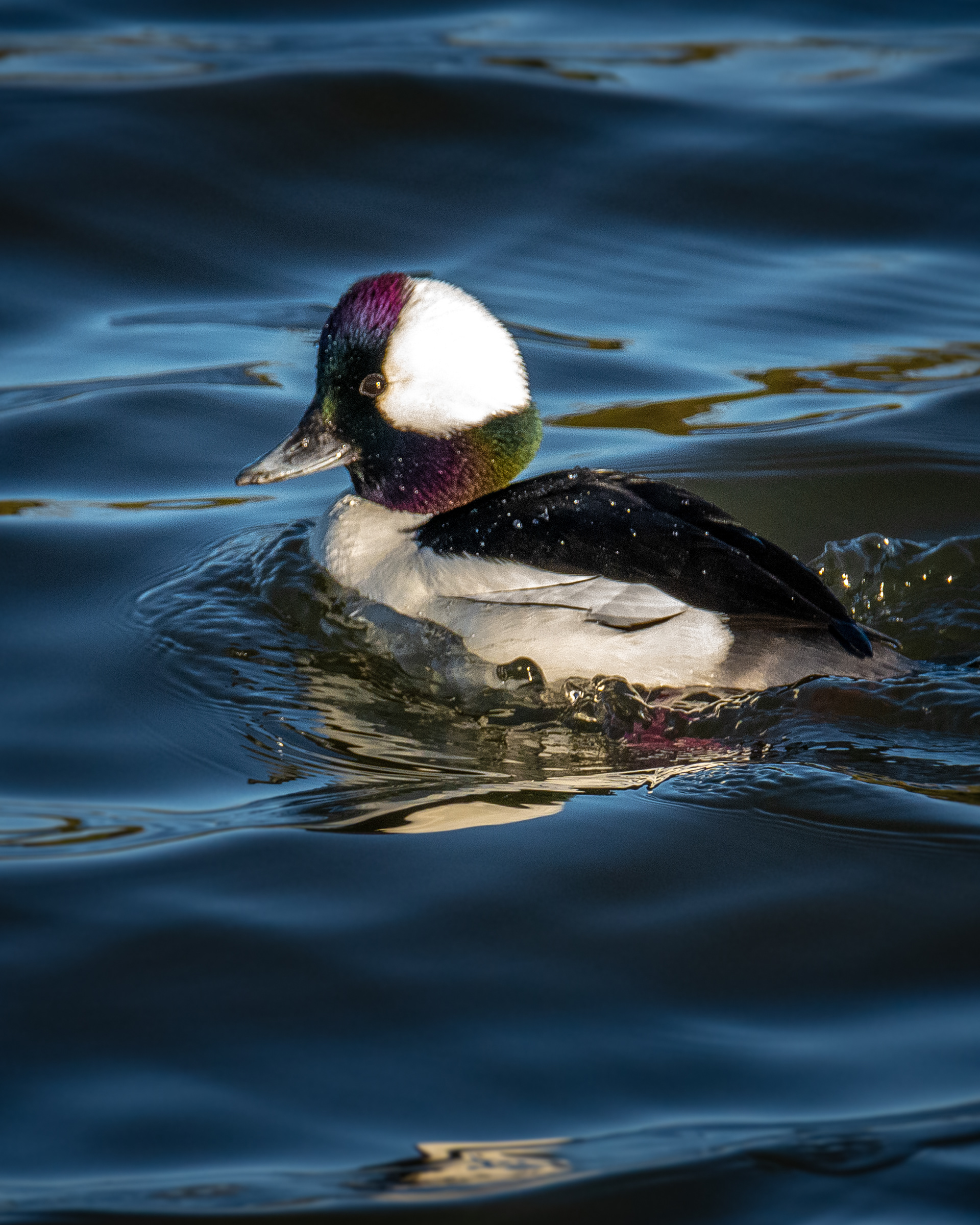 Bufflehead | Bucephala albeola
