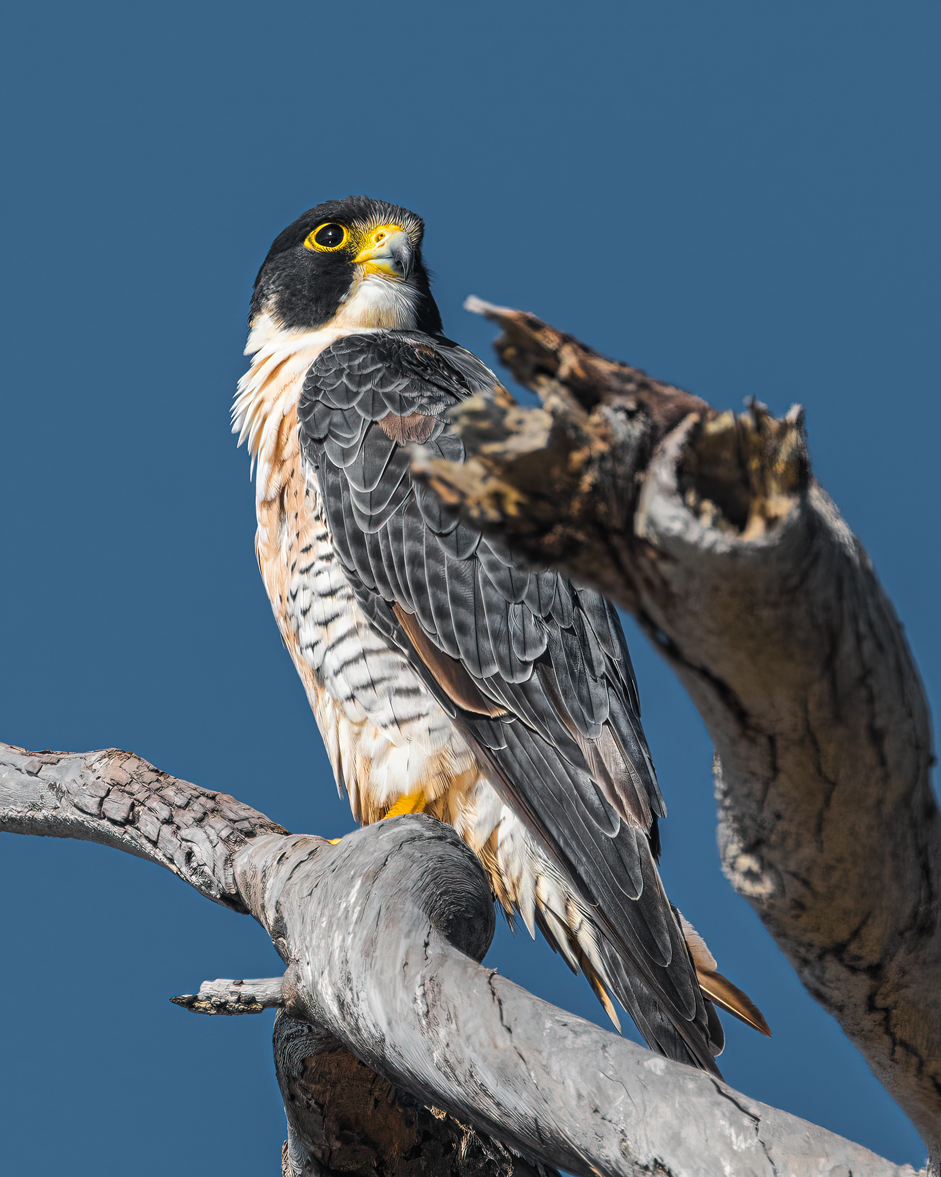 Peregrin Falcon | Falco peregrinus
