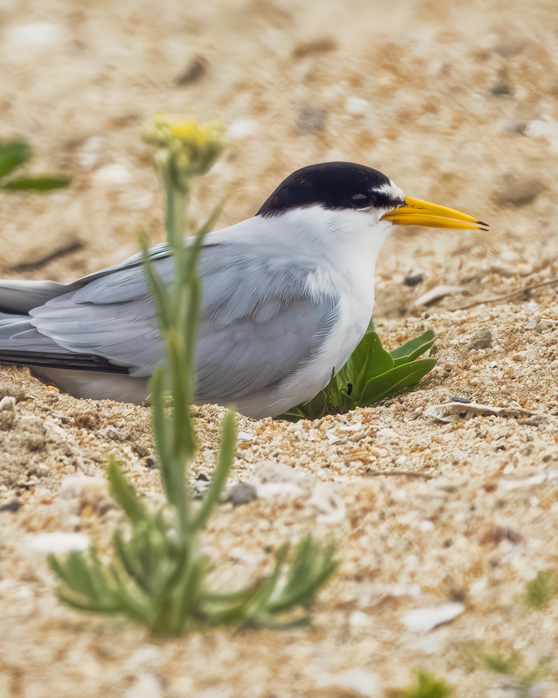 Least Tern | Sternula antillarum