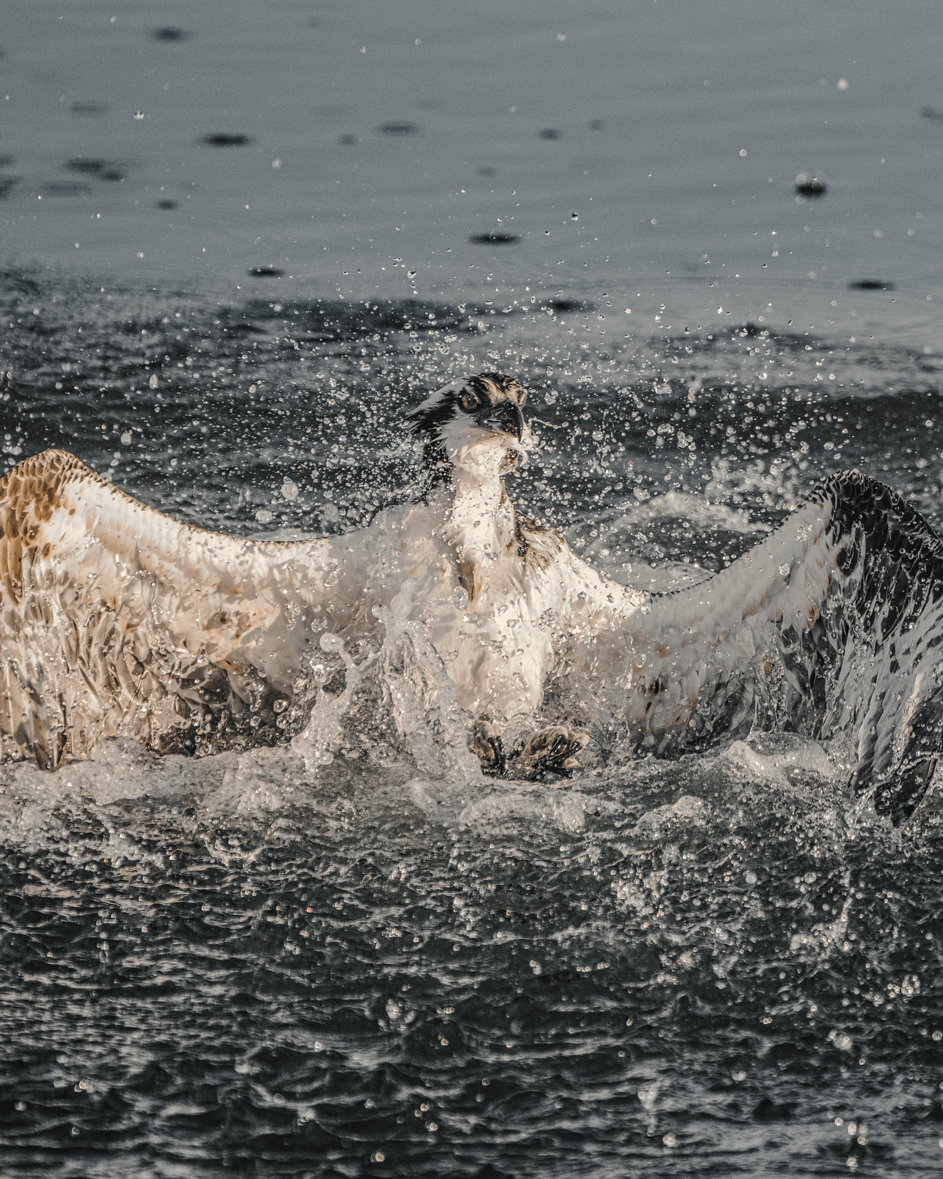 Osprey | Pandion haliaetus