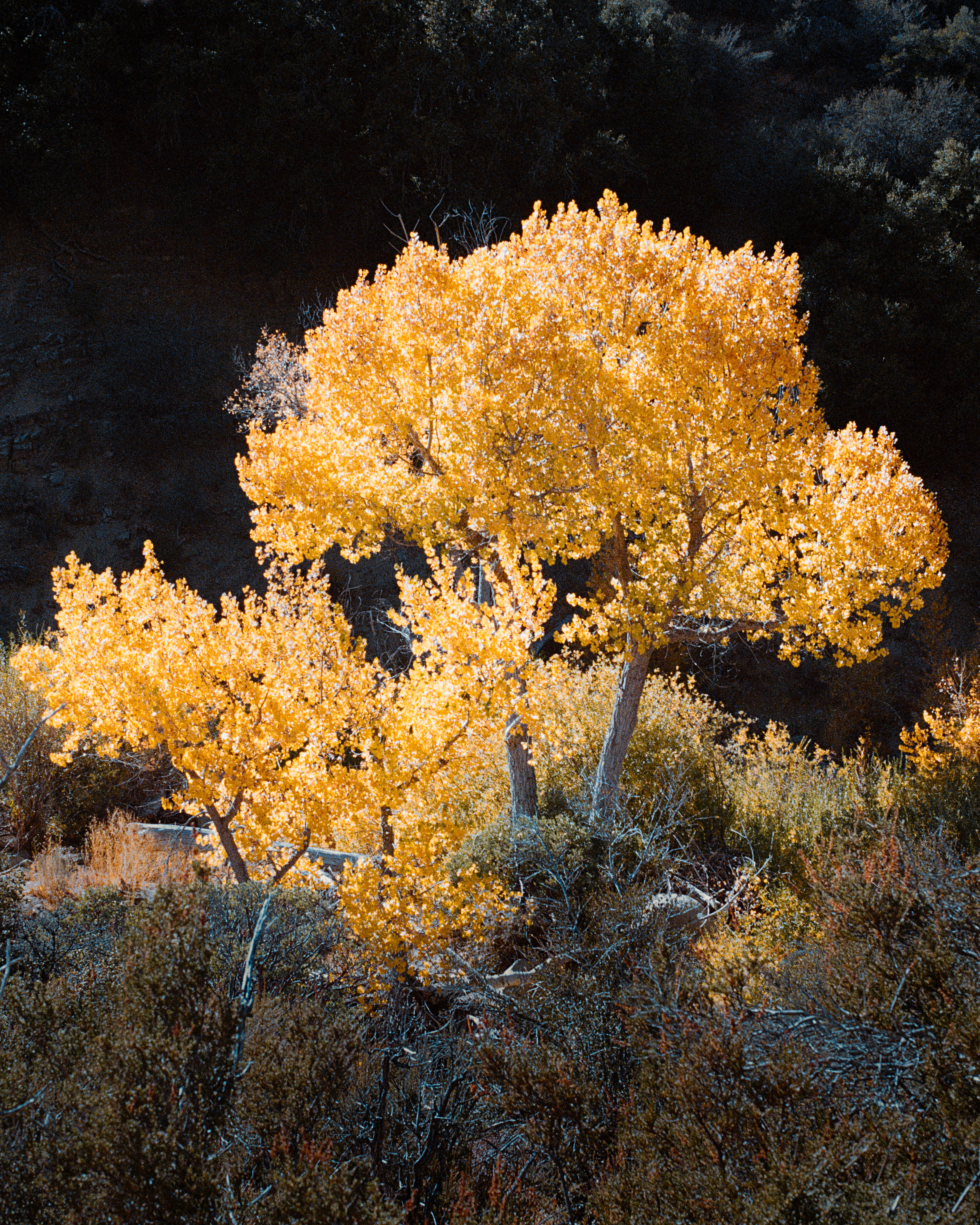 Los Padres National Forest, California - Nikon FM | 105mm | F11 | 1/500 | Fujifilm 400