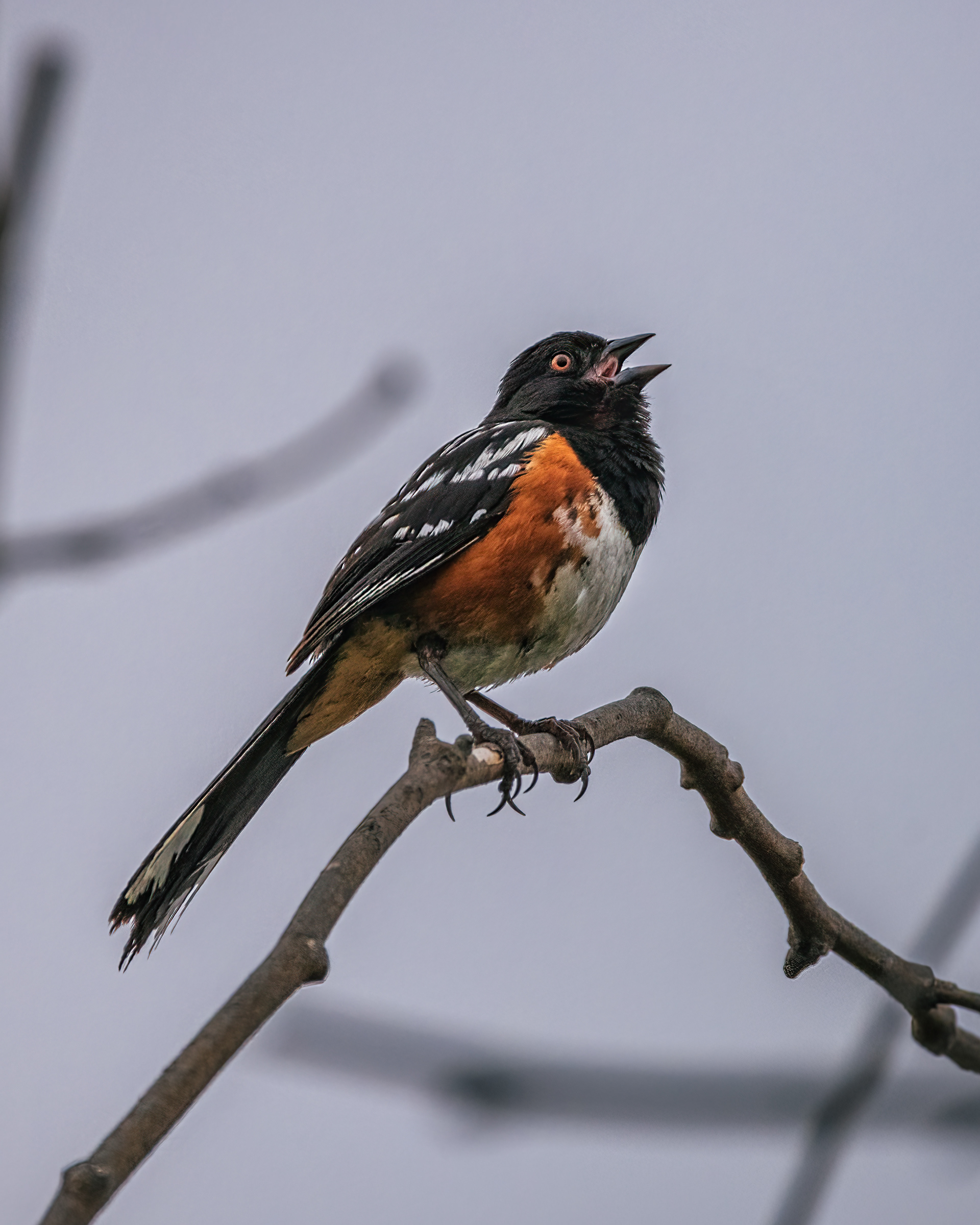 Spotted Towhee | Pipilo maculatus