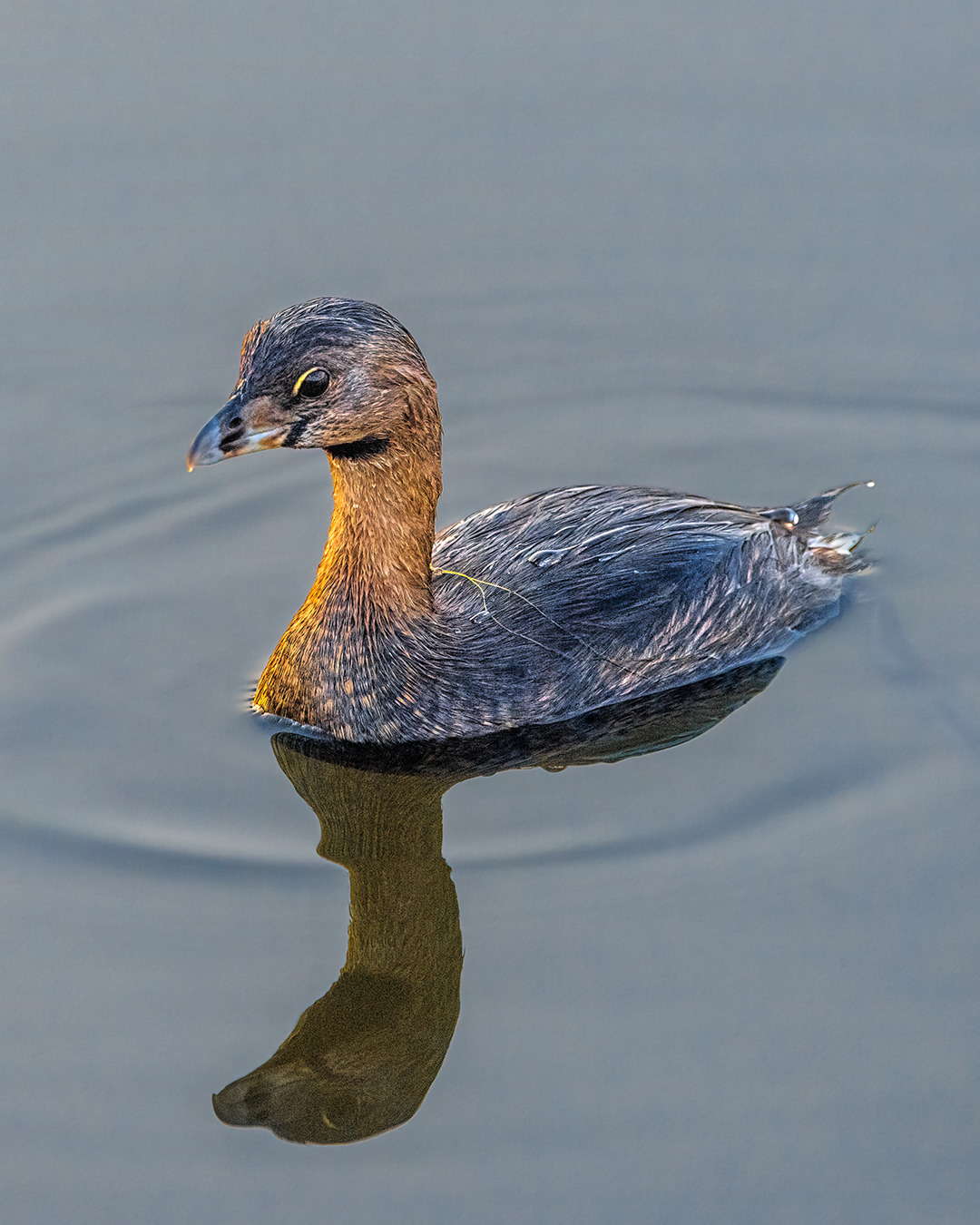 Pied-billed Grebe | Podilymbus podiceps