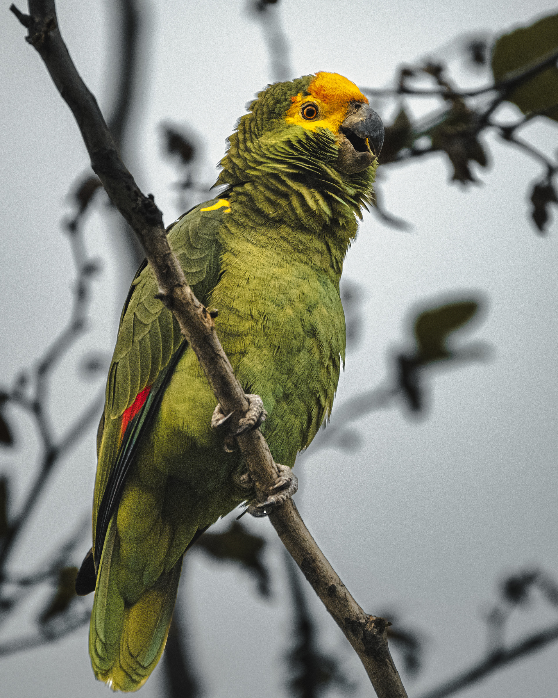 Yellow-headed Parrot | Amazona oratrix