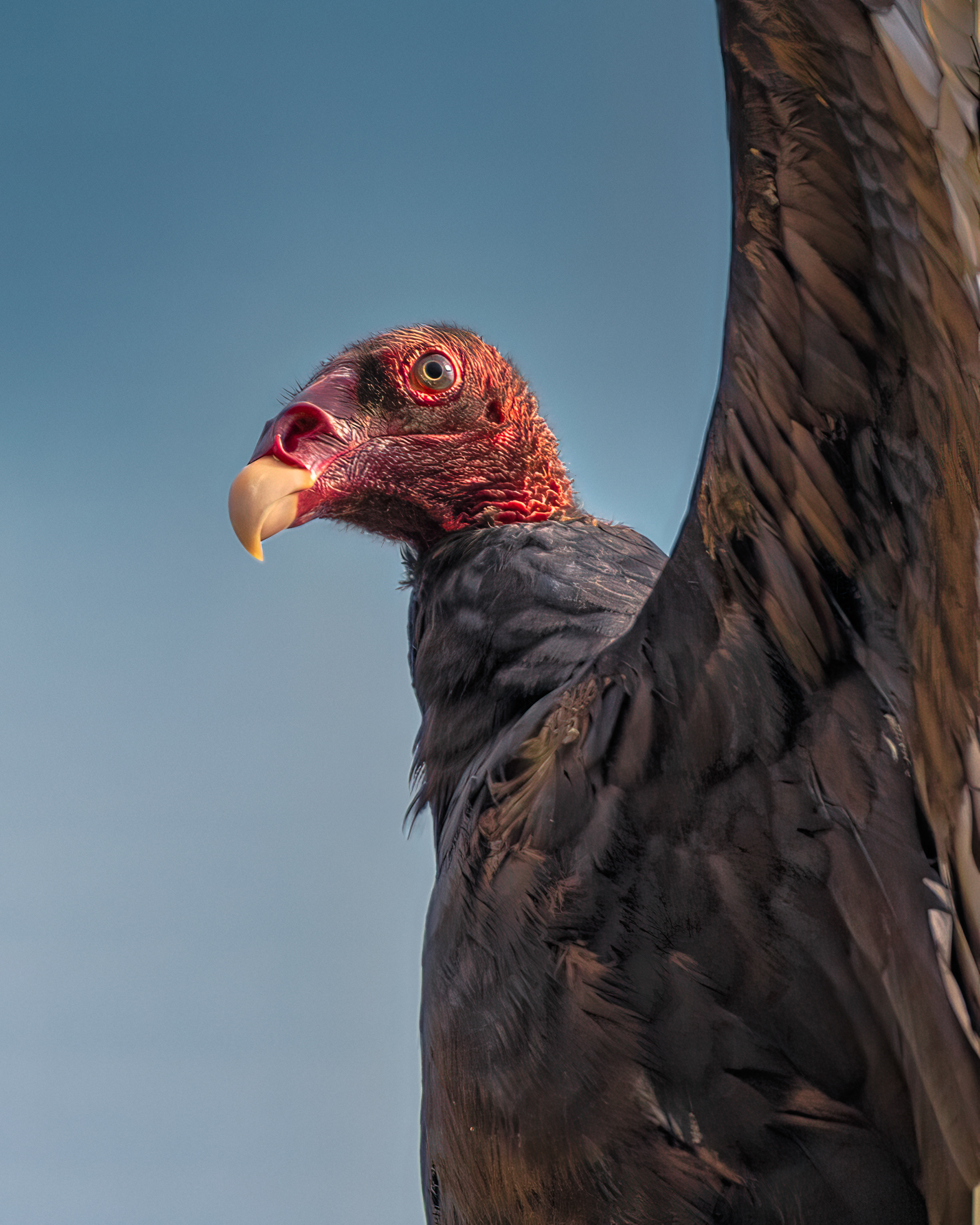Turkey Vulture | Cathartes aura