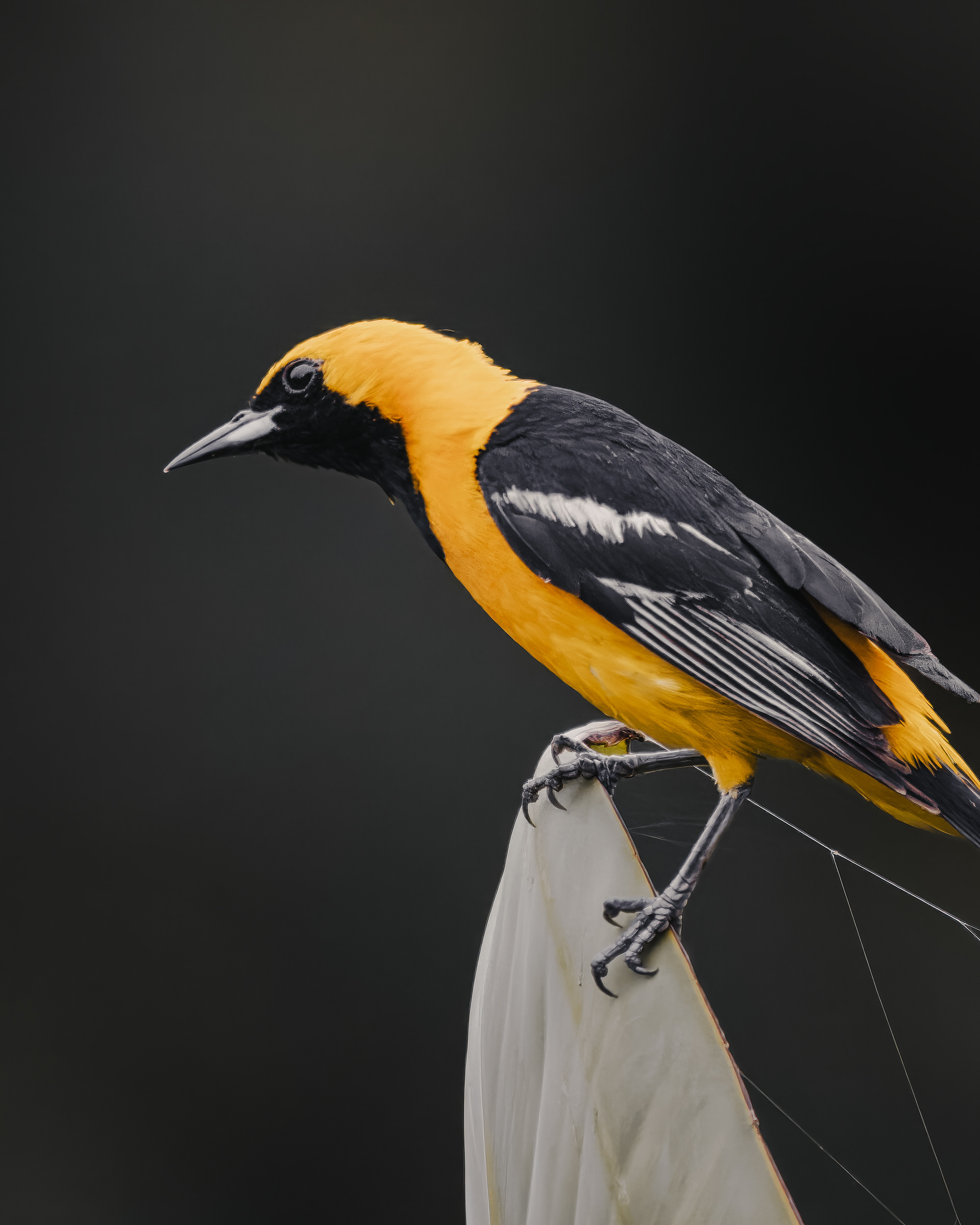 Hooded Oriole | Icterus cucullatus