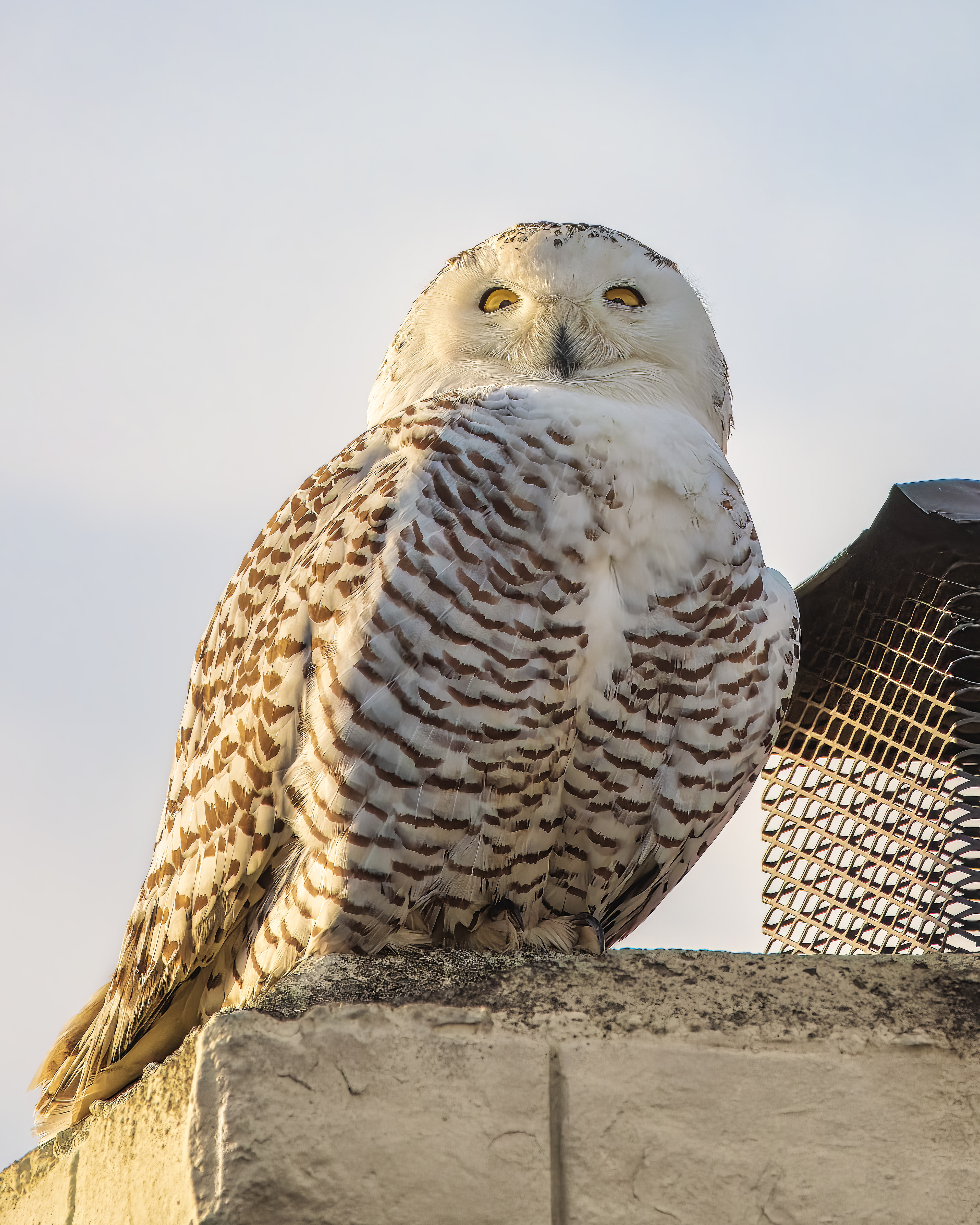Snowy Owl | Bubo scandiacus