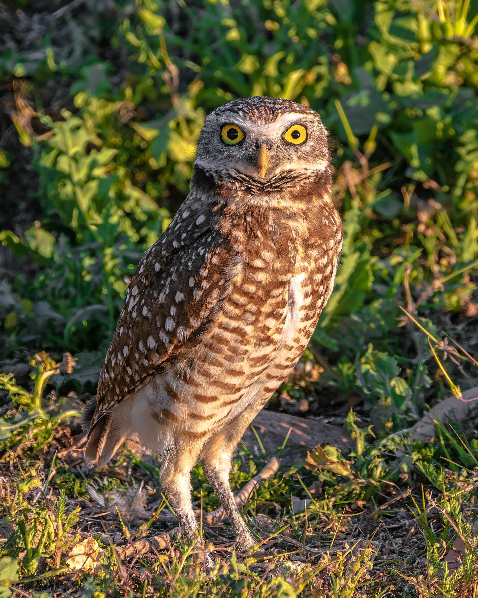Burrowing Owl | Athene cunicularia