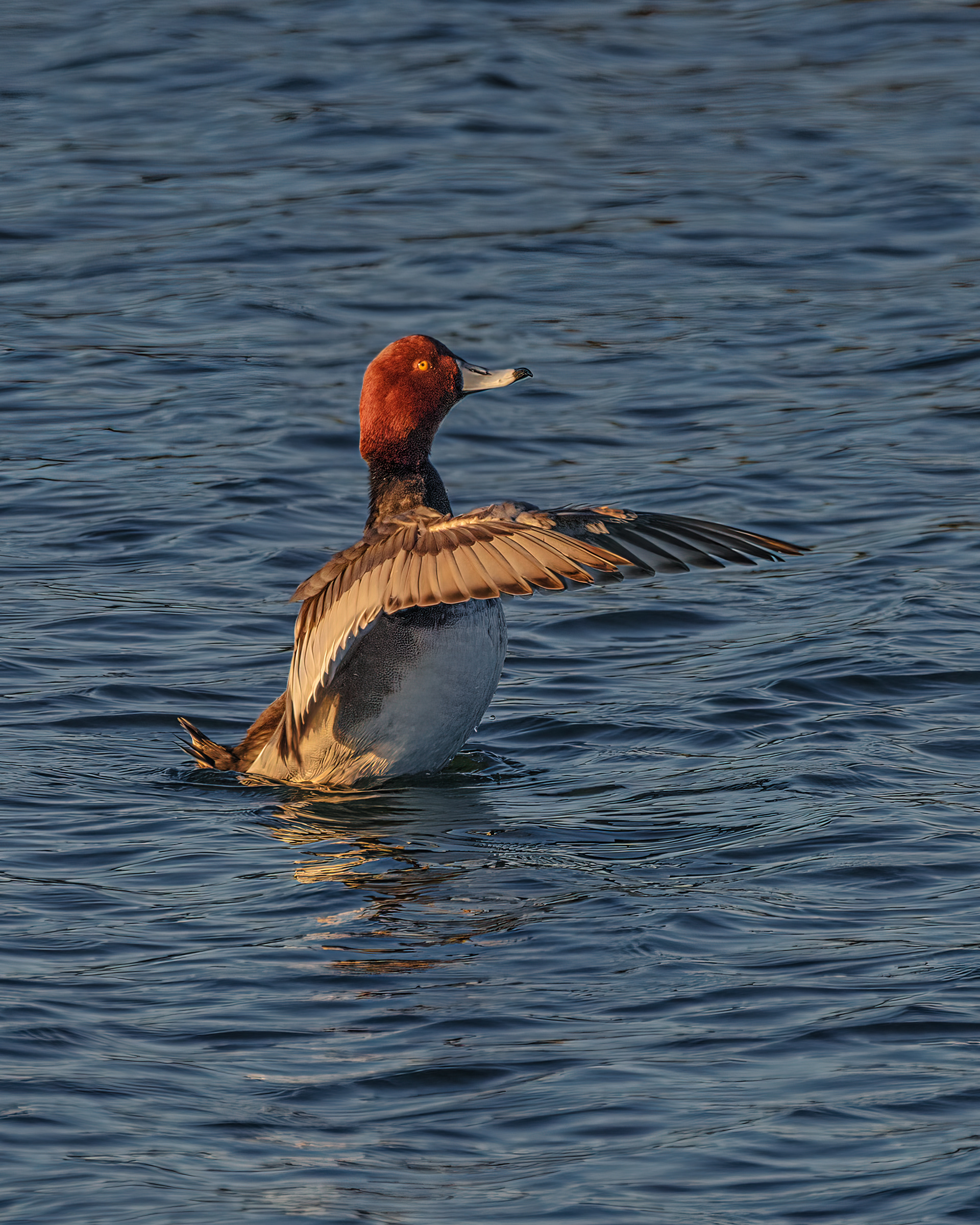 Redhead | Aythya americana