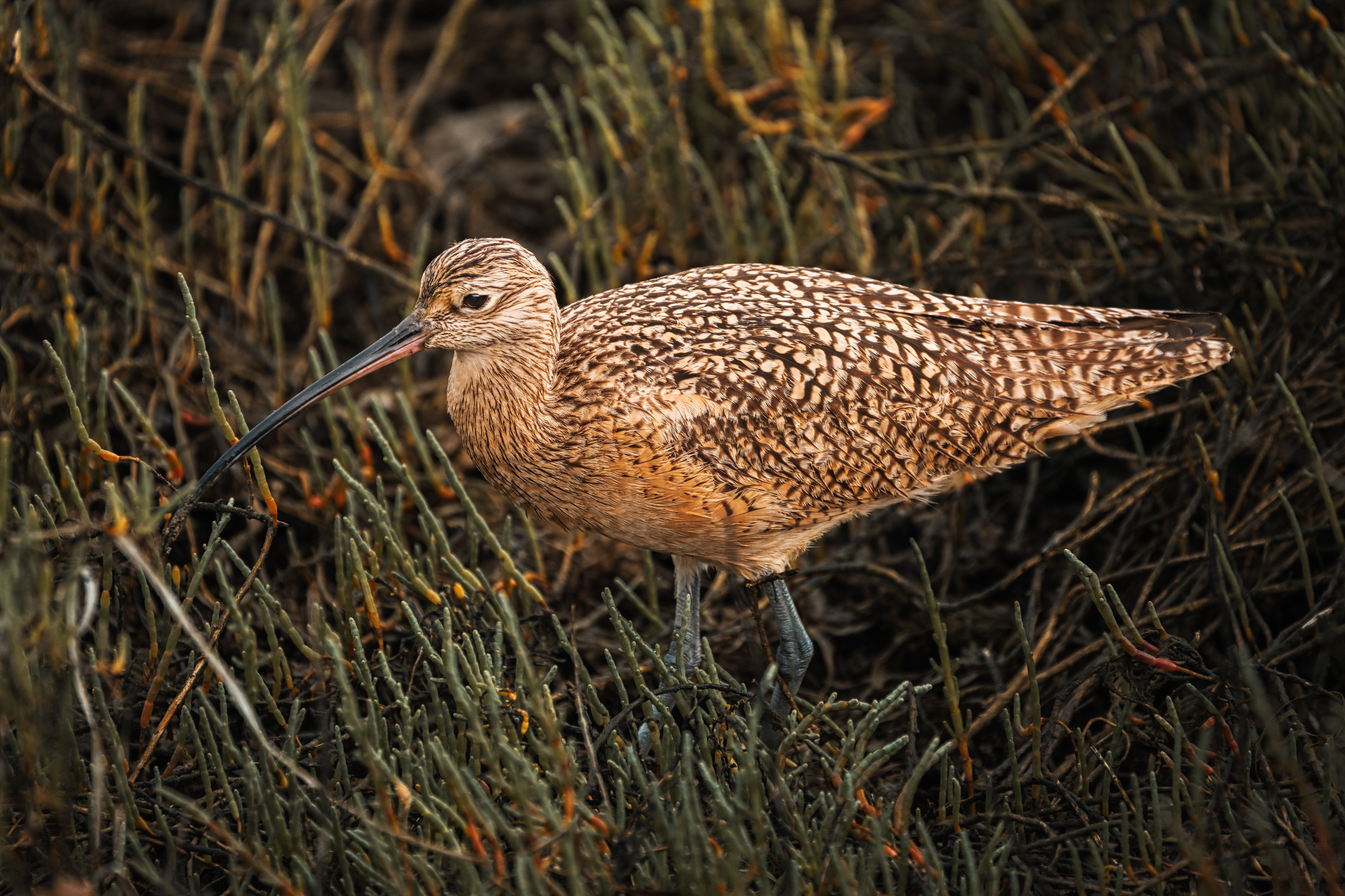 Long-billed Curlew | Numenius americanus