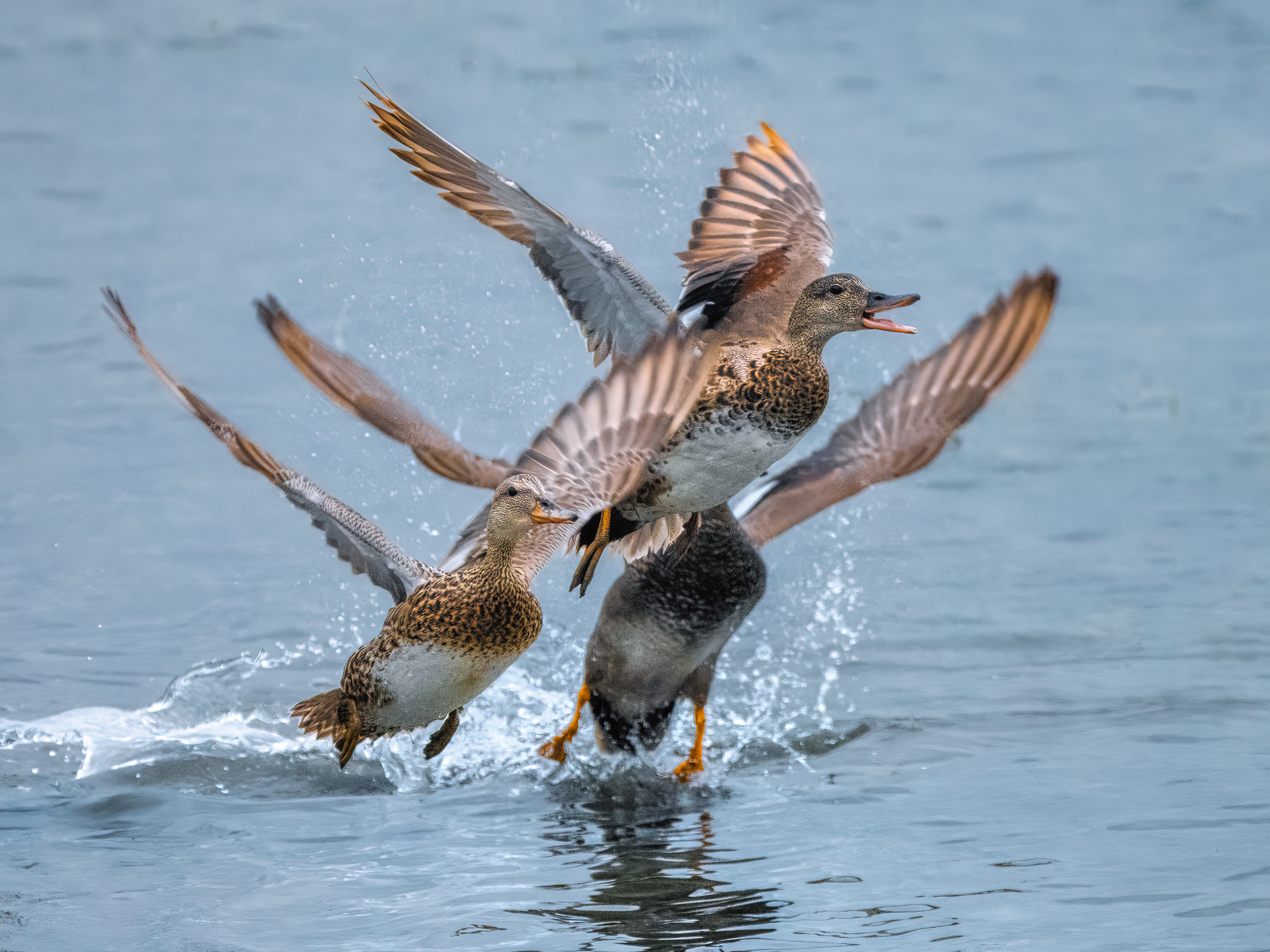 Gadwall | Mareca strepera