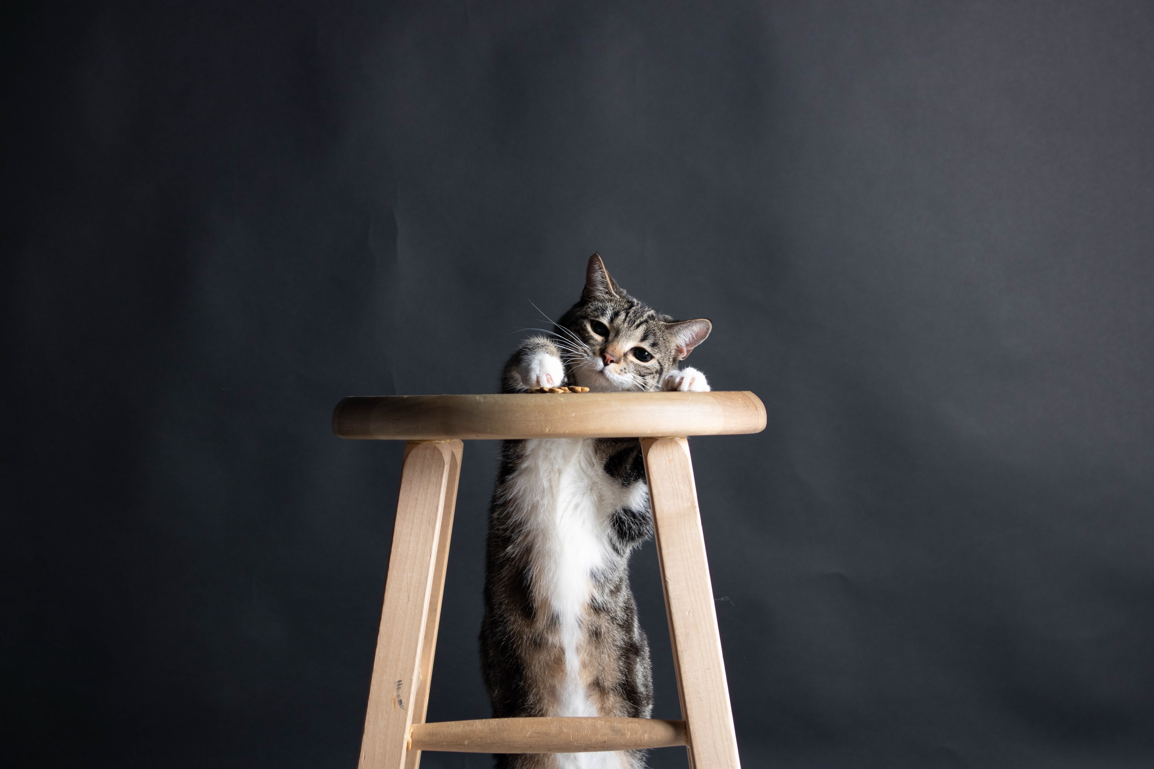 Nina(Cat) in The Studio, NSCC-IVANY Dartmouth, NS, Canada