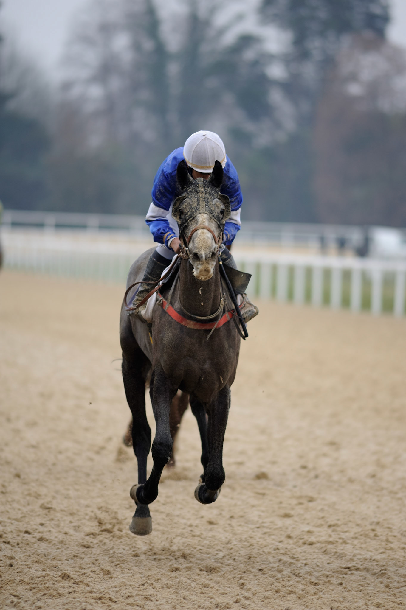Horse Racing - Racecourse Angers / Ecouflant - Training