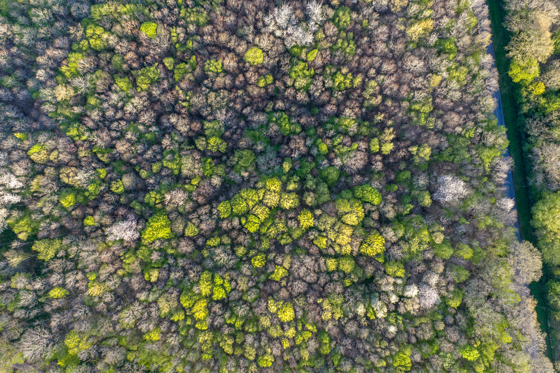Forest near Château de Courteilles
