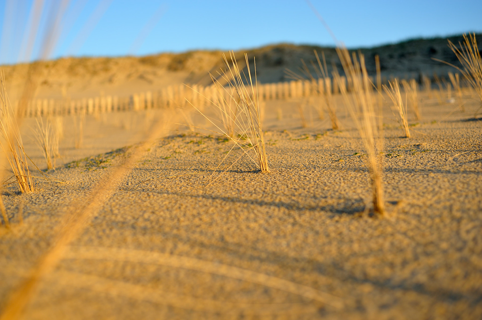 Hossegor Beach Herb