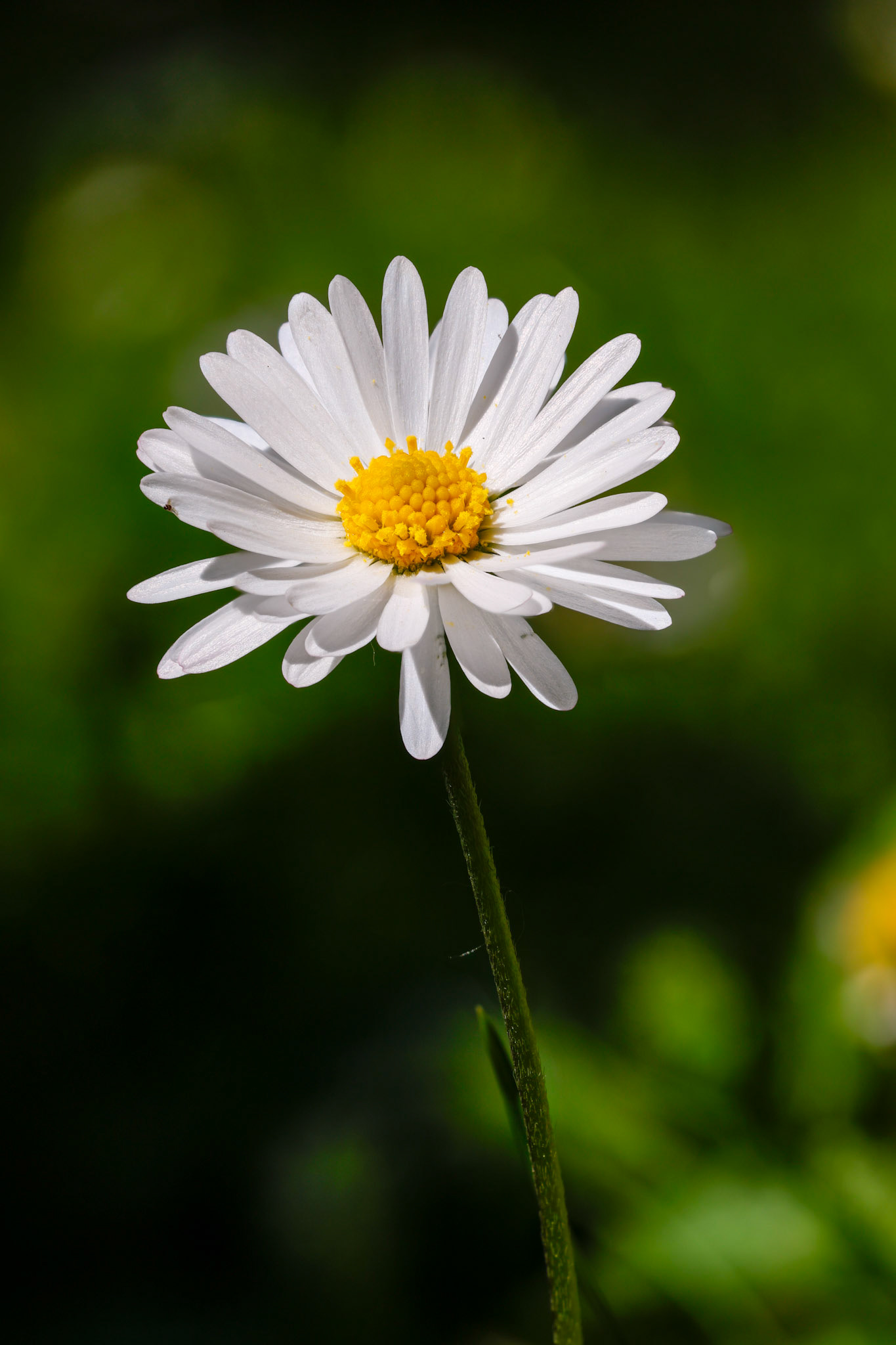 Daisy
