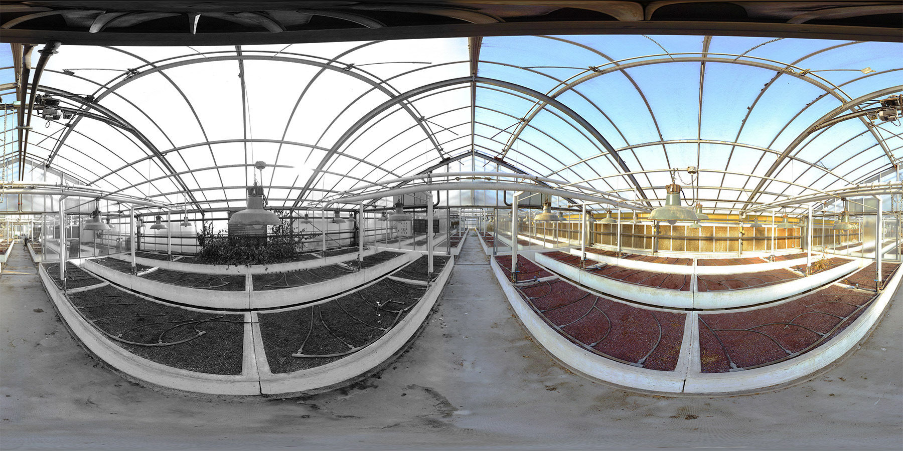 Greenhouse N&amp;B/Color - Pau