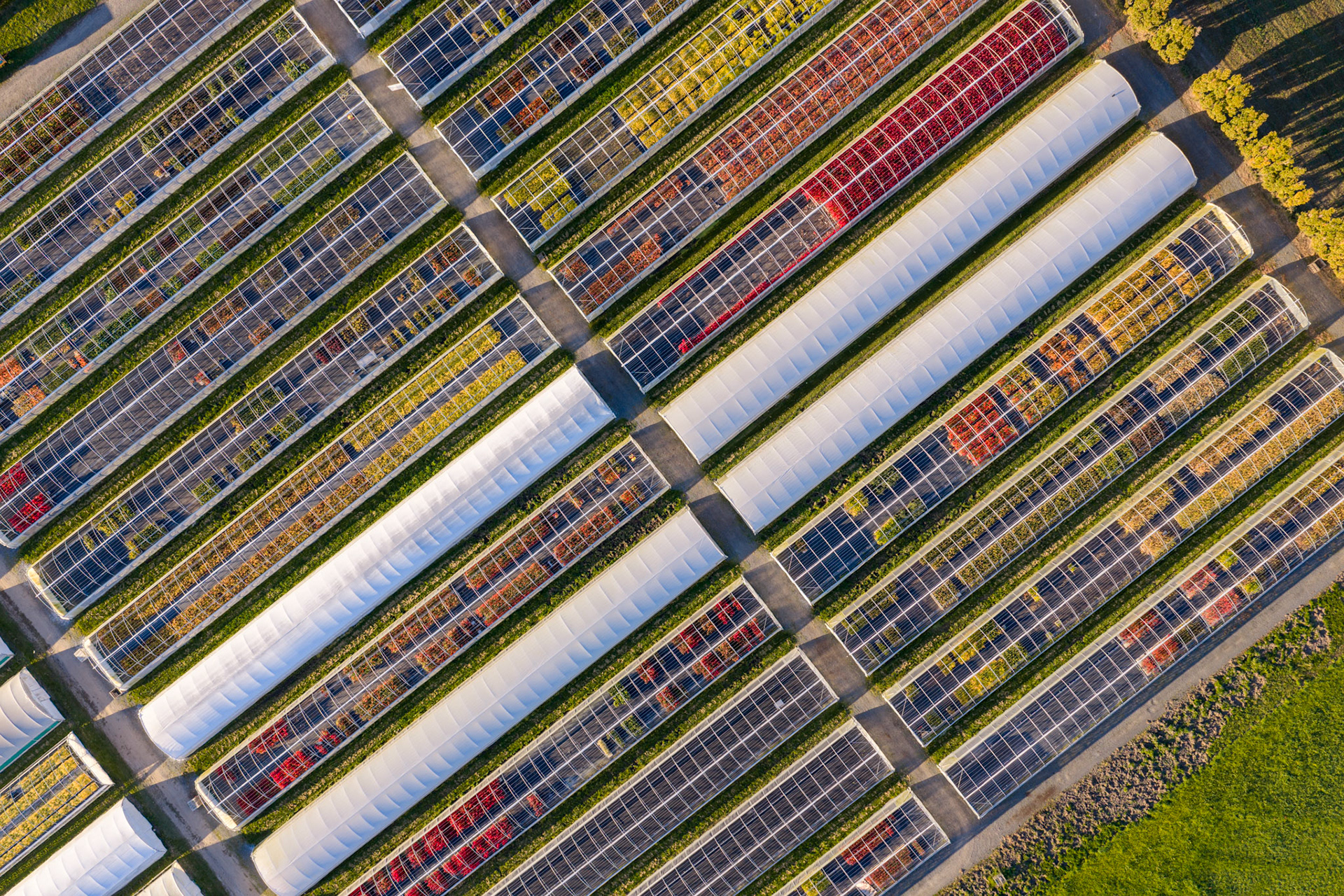 Tree nursery at Tiercé