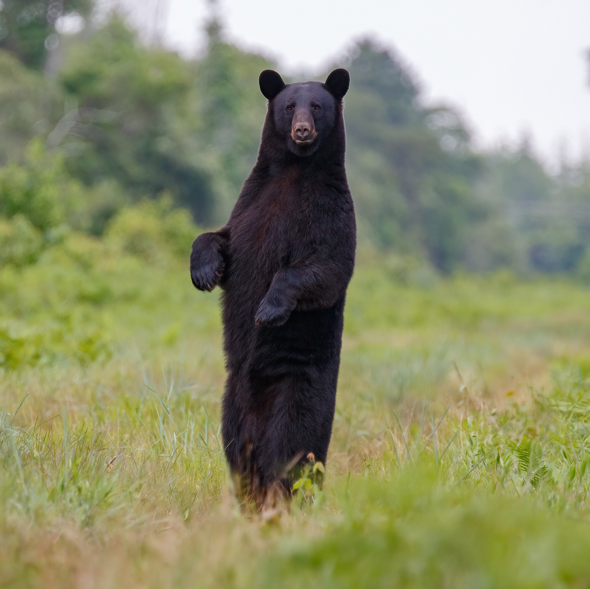 American Black Bear