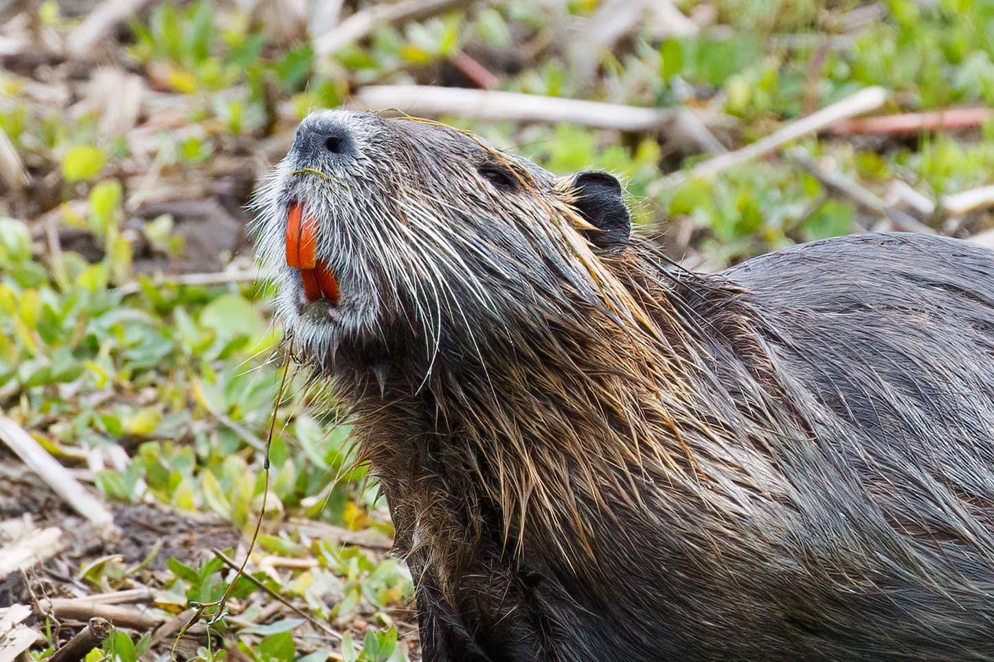 Nutria