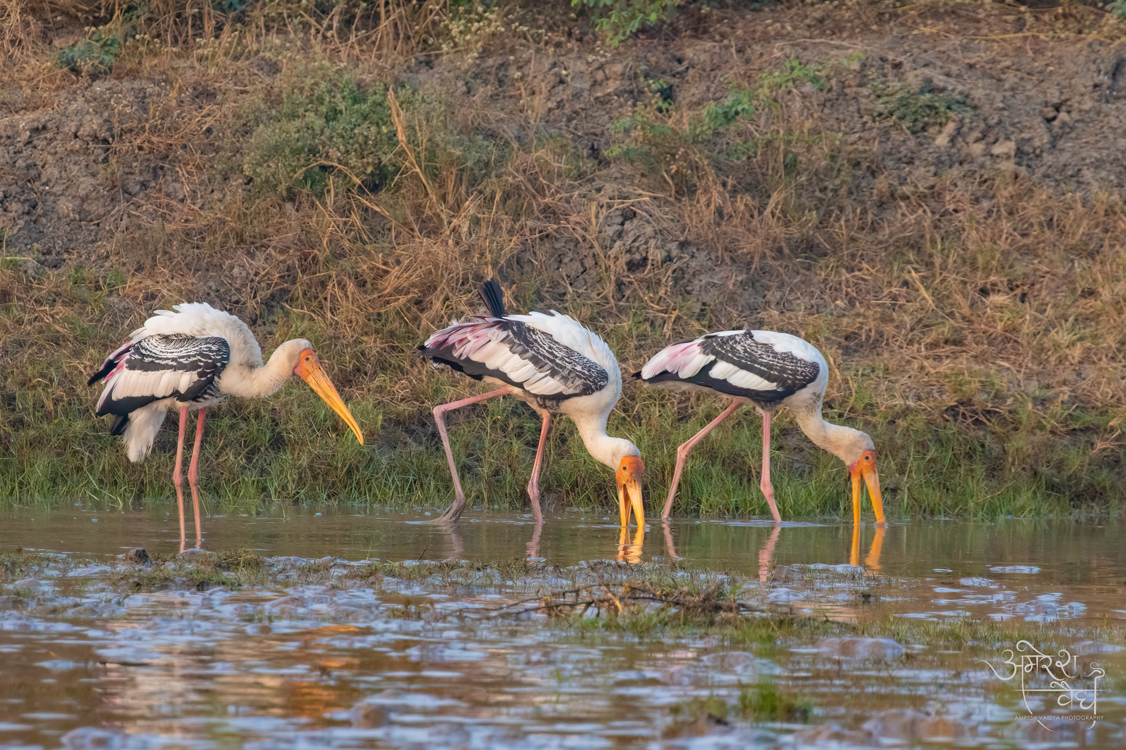Painted Stork