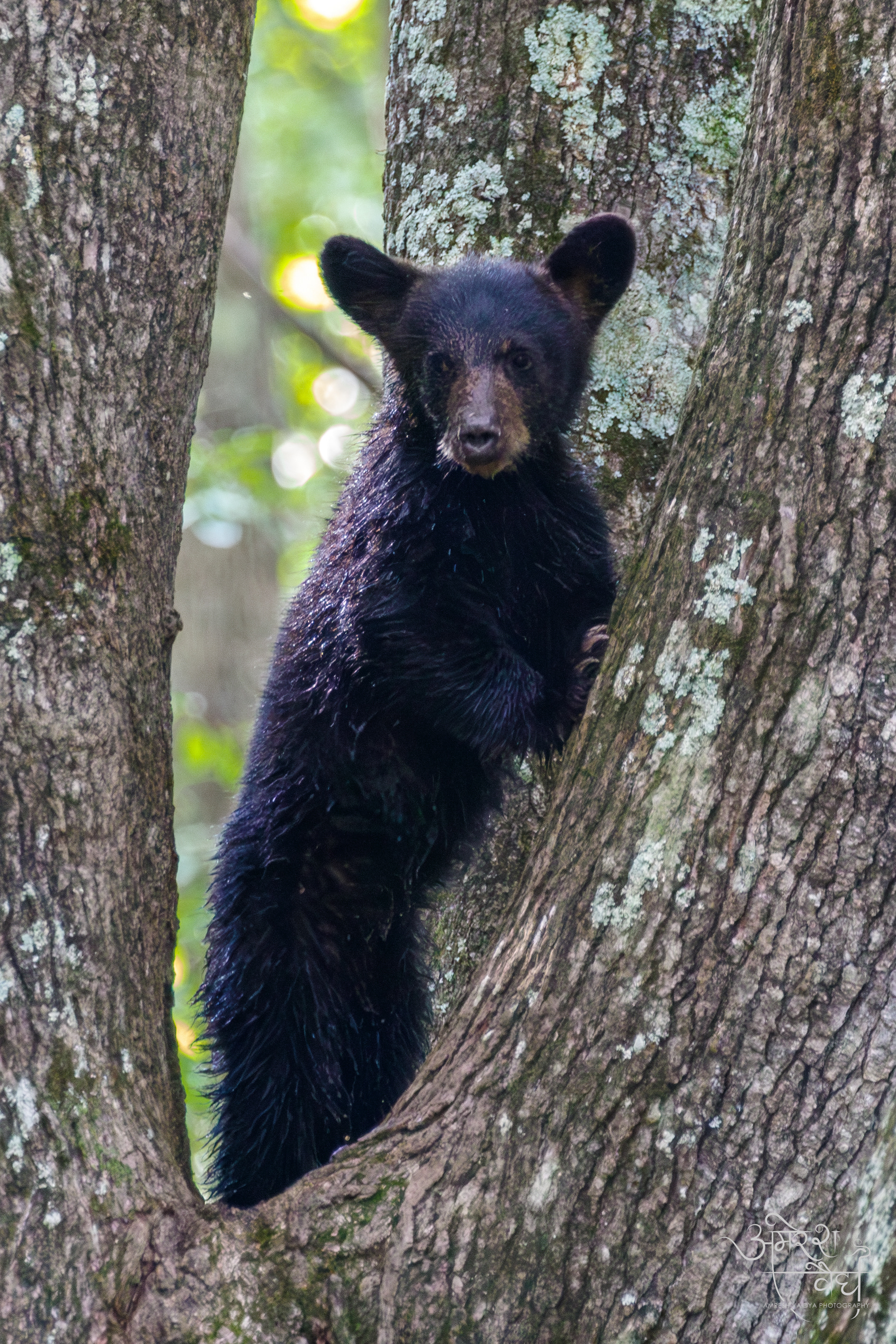 American Black Bear