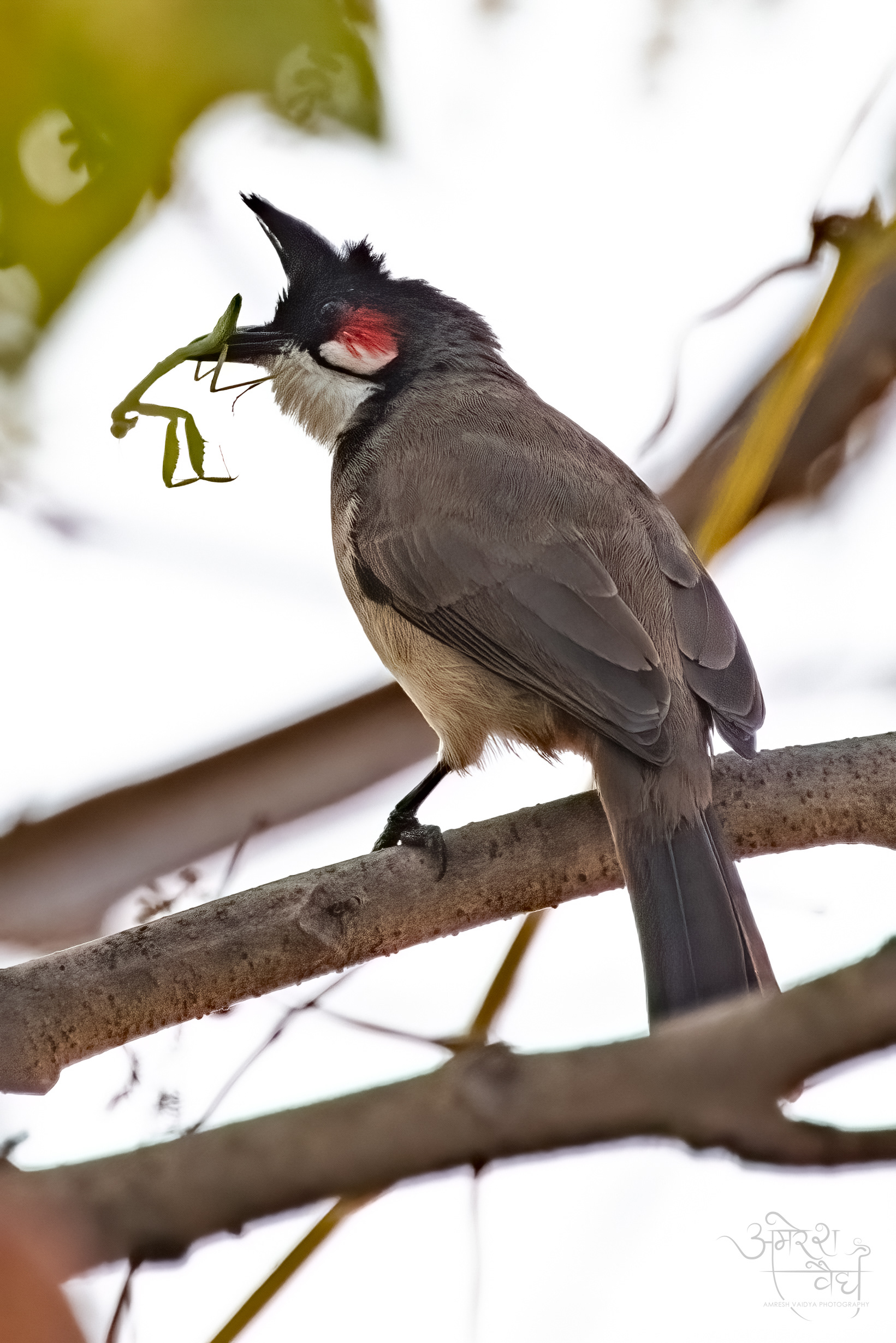 Red-whiskered Bulbul