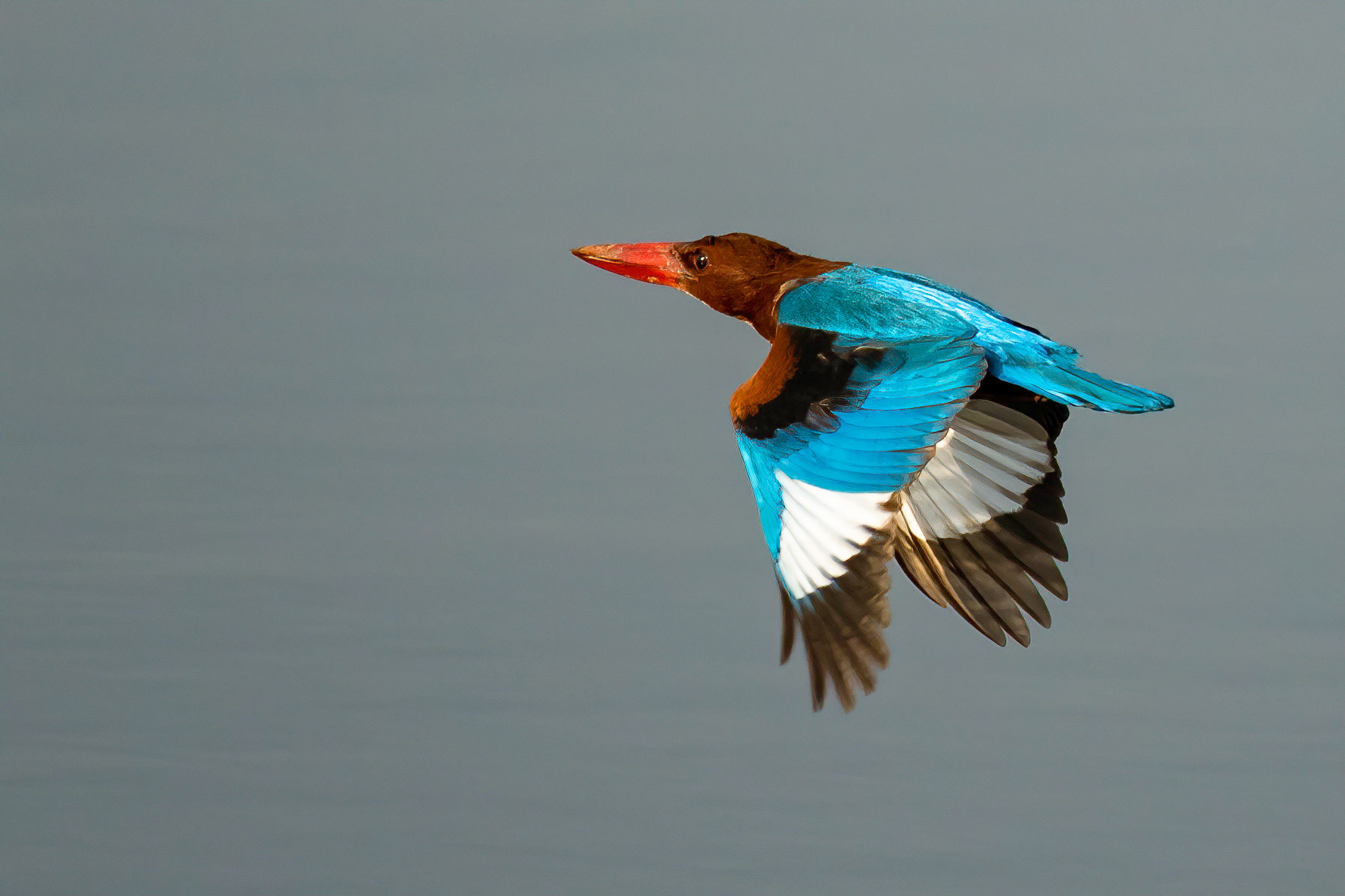 © Amresh Vaidya Photography