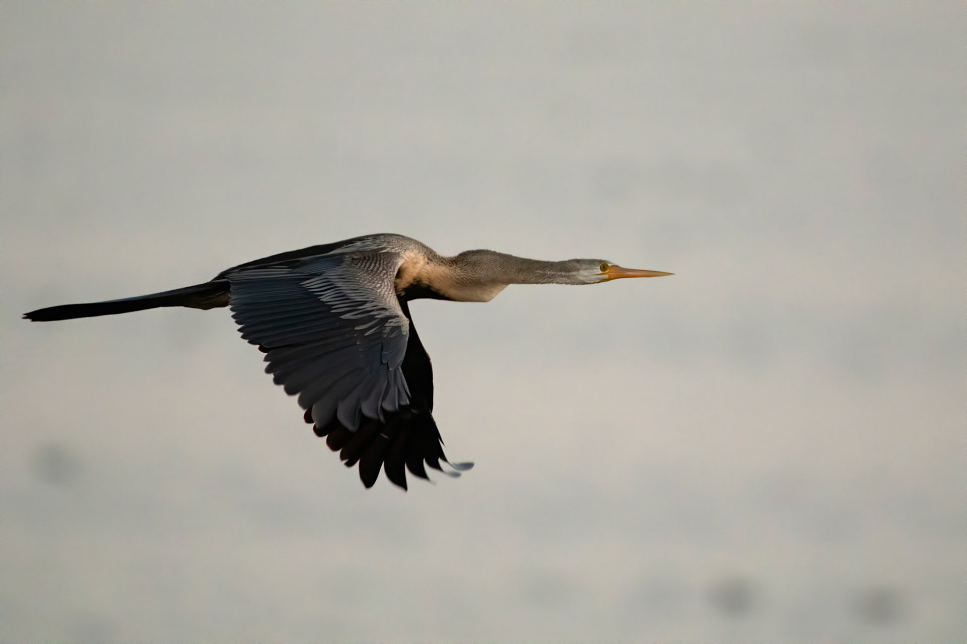 © Amresh Vaidya Photography