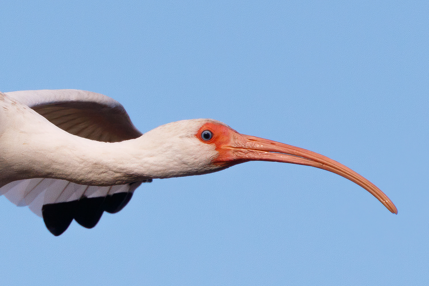 White Ibis
