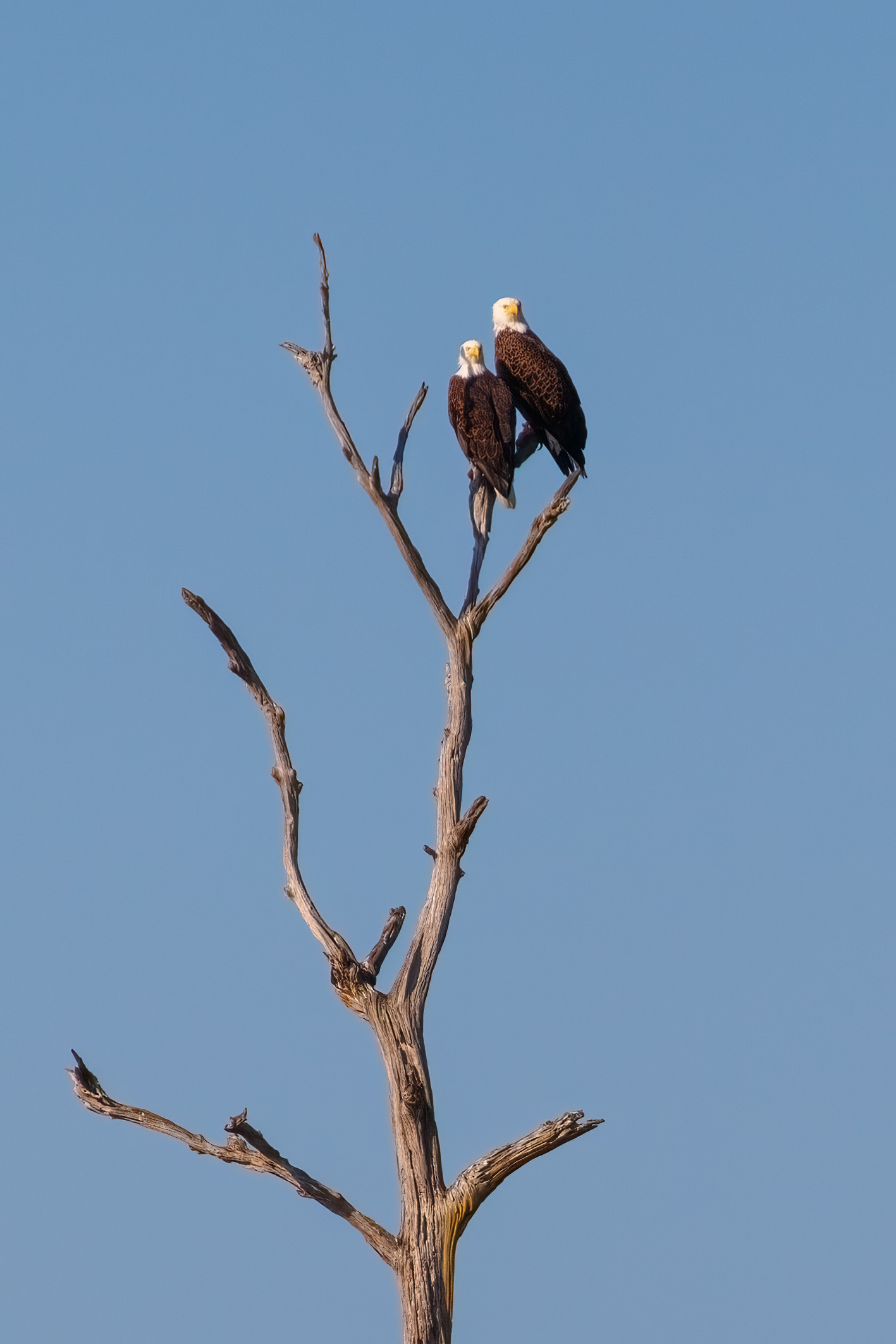 Bald Eagles