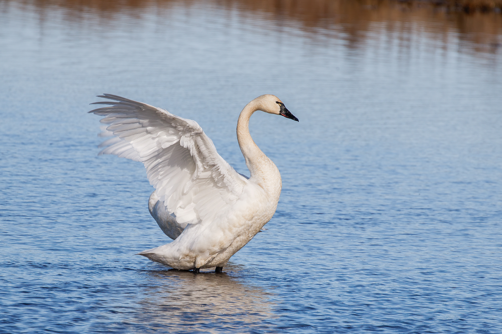 Tundra Swan