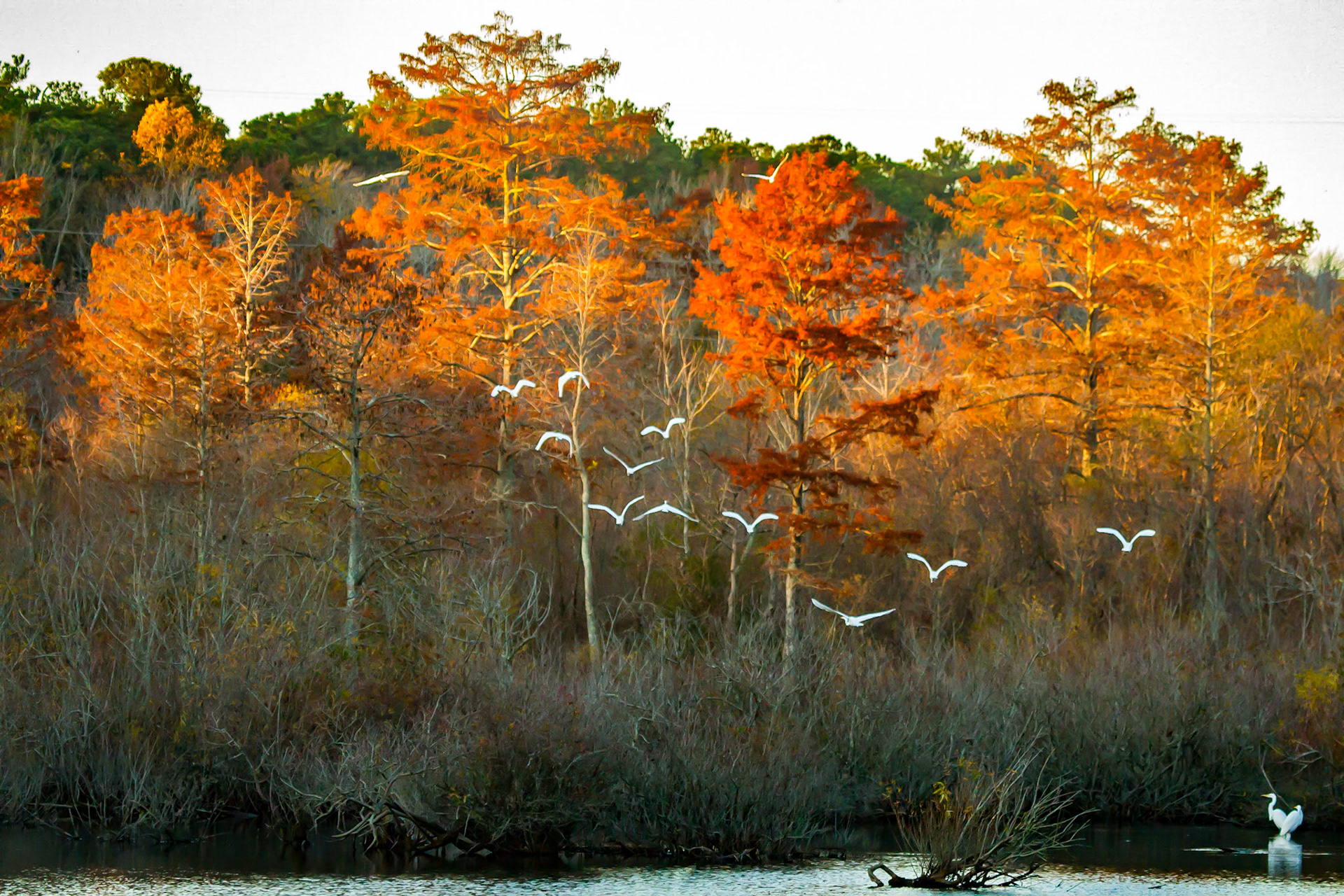 Sunset at Stumpy