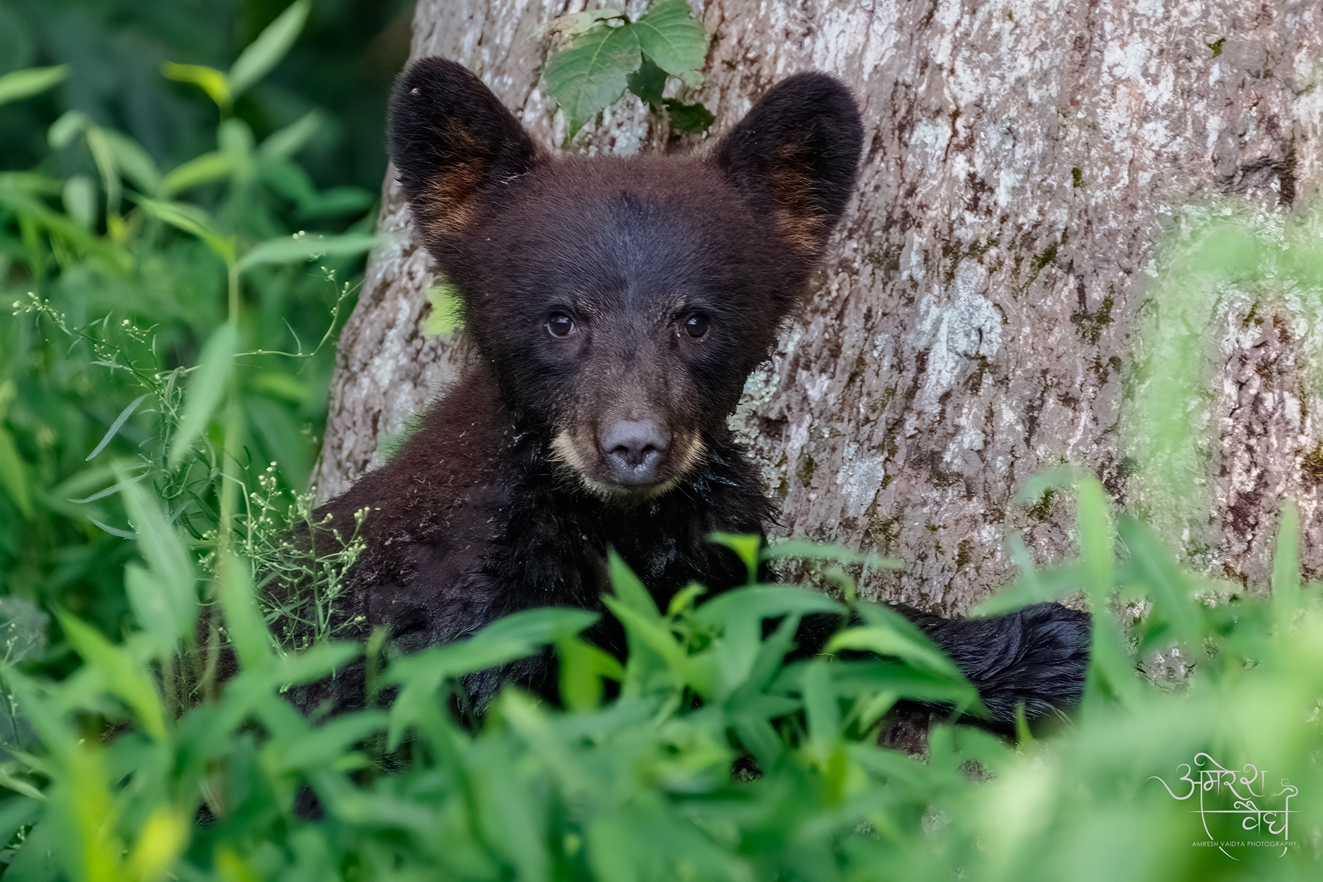 American Black Bear