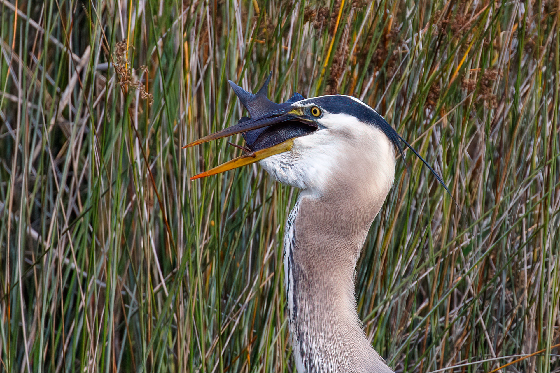 Great Blue Heron