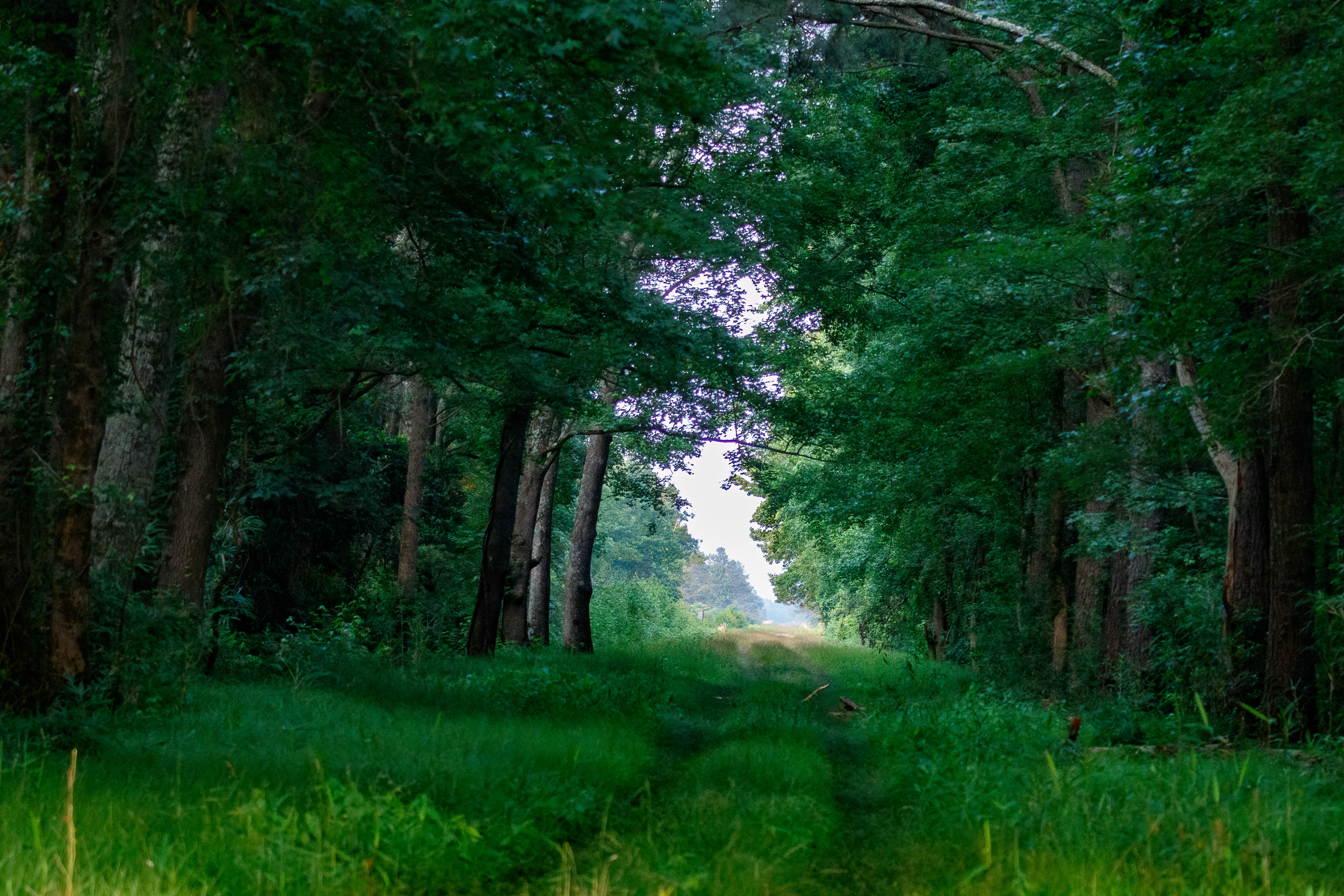 Pungo NWR