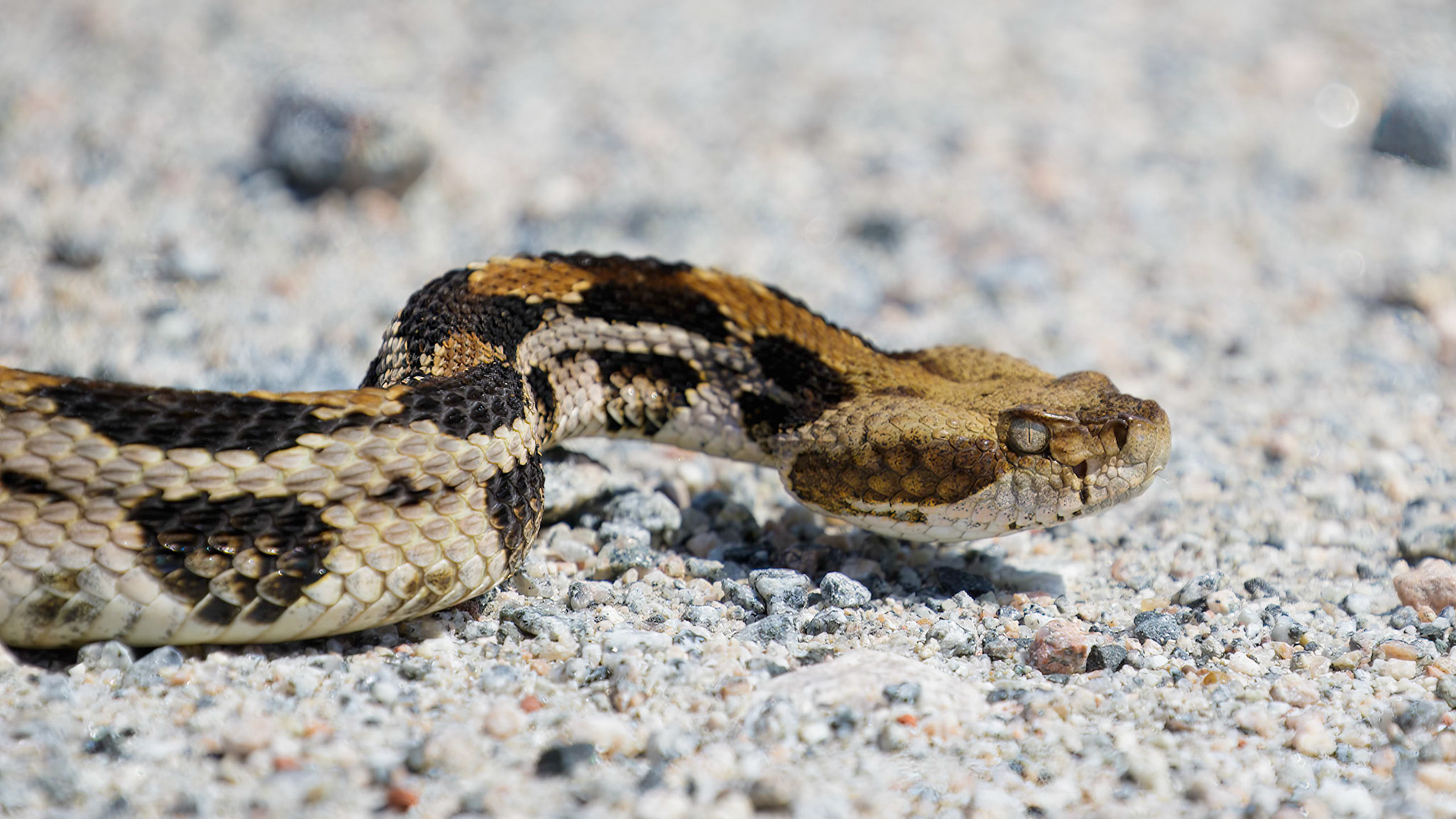 Timber Rattlesnake