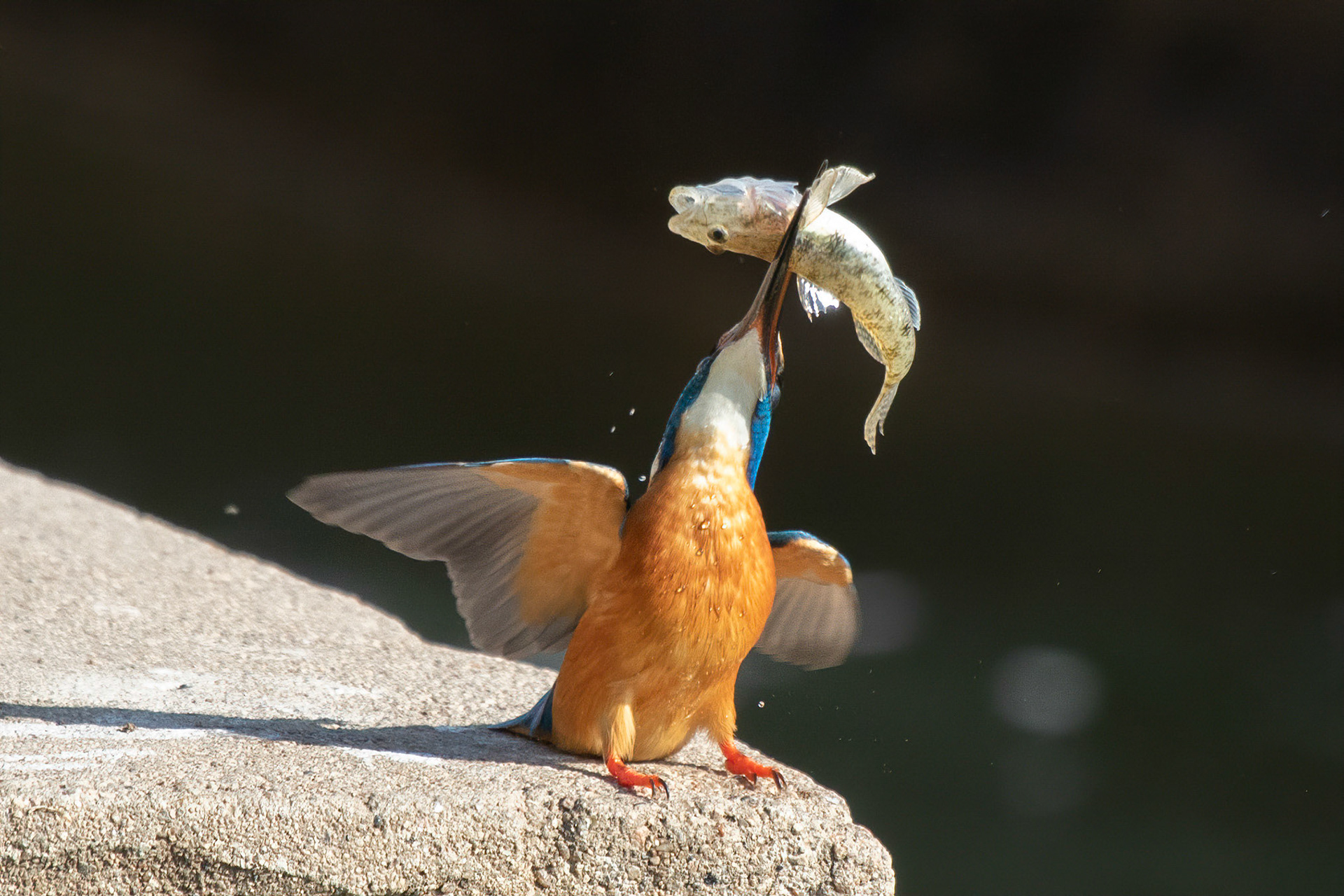 © Amresh Vaidya Photography