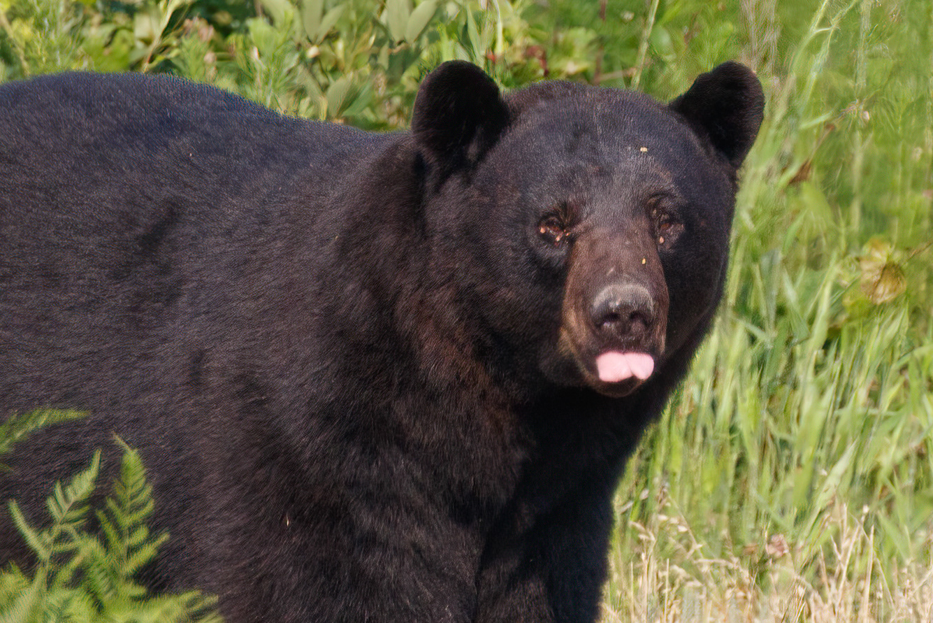 American Black Bear